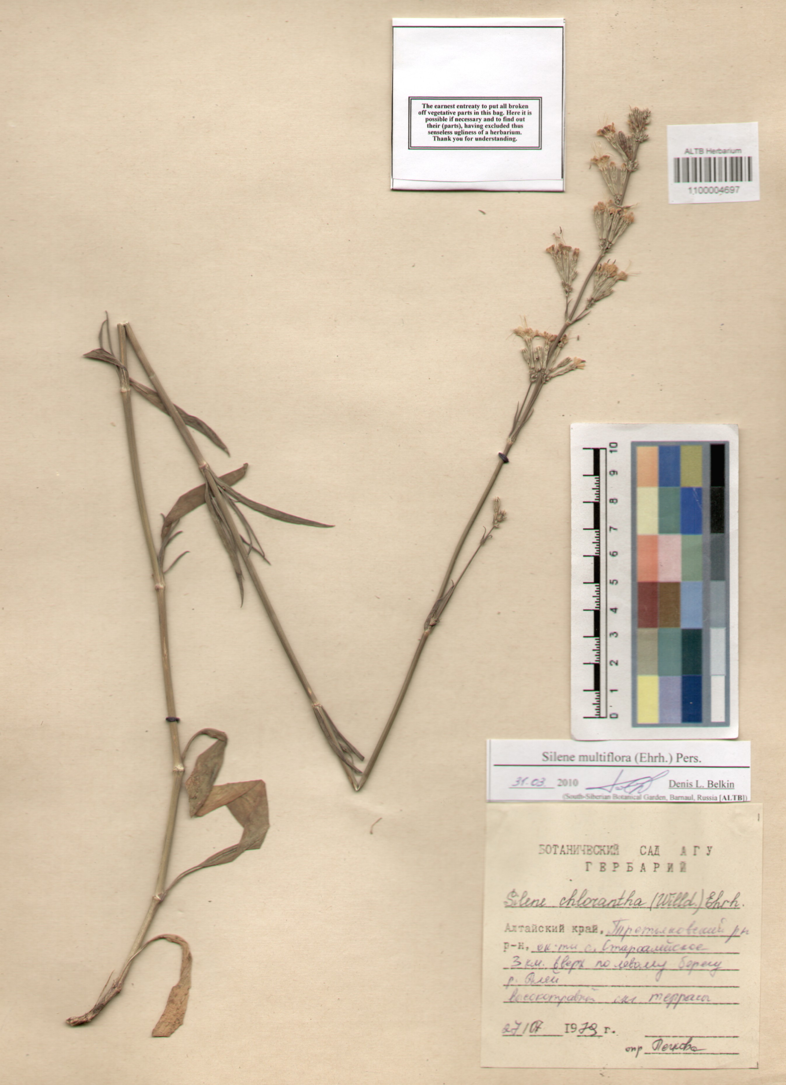 Caryophyllaceae,Silene multiflora (Ehrh.) Pers.
