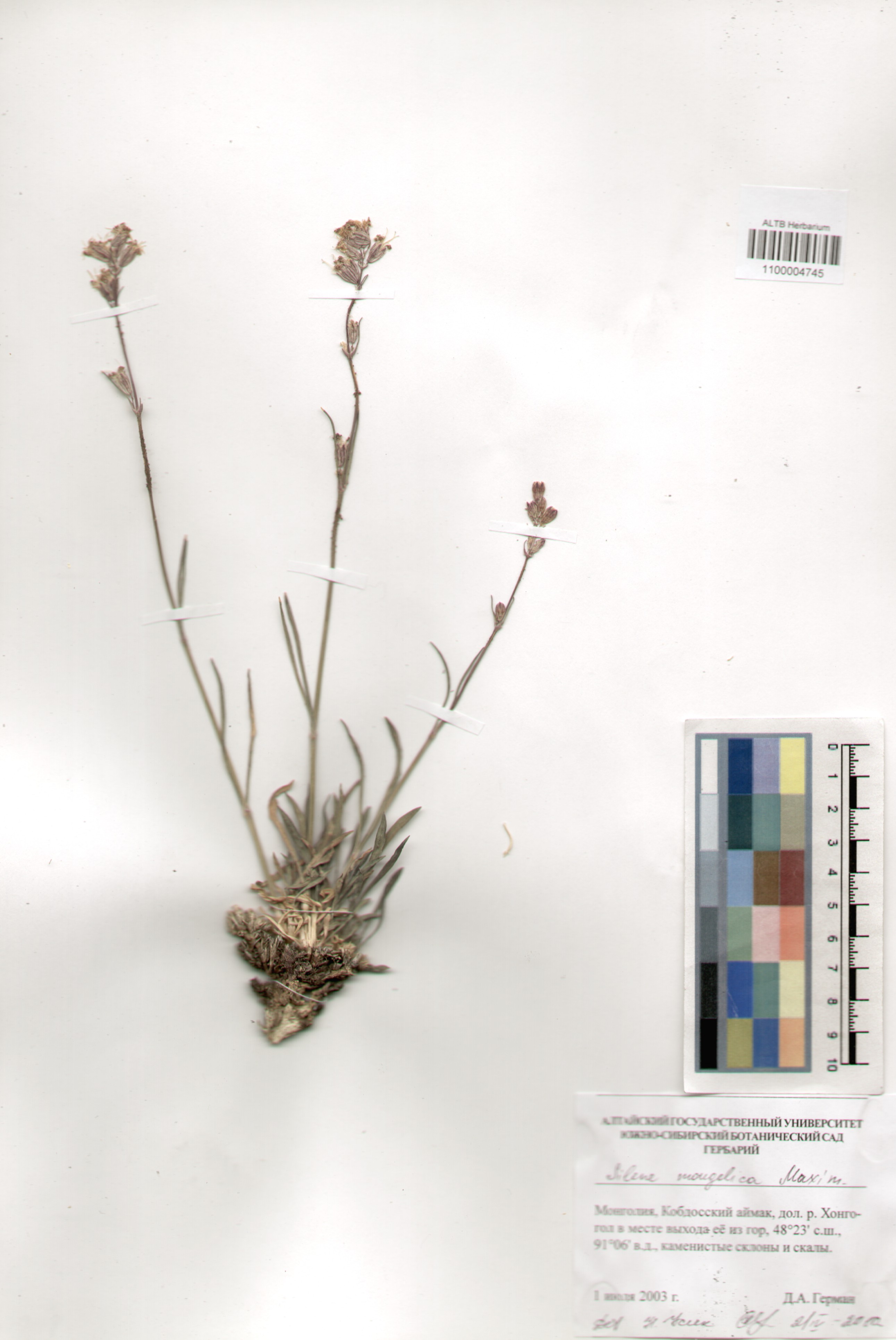 Caryophyllaceae,Silene mongolica Maxim.