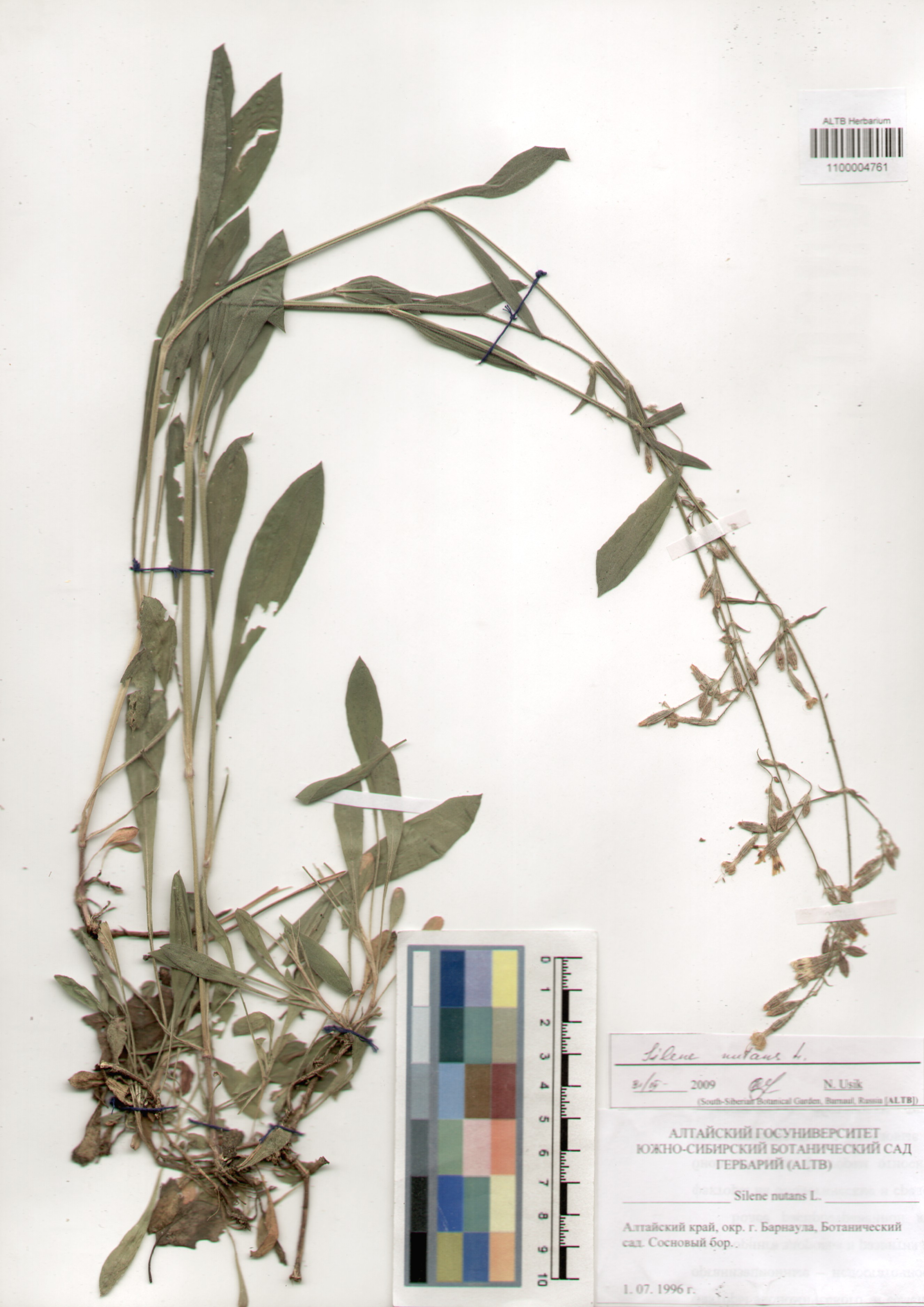 Caryophyllaceae,Silene nutans L.