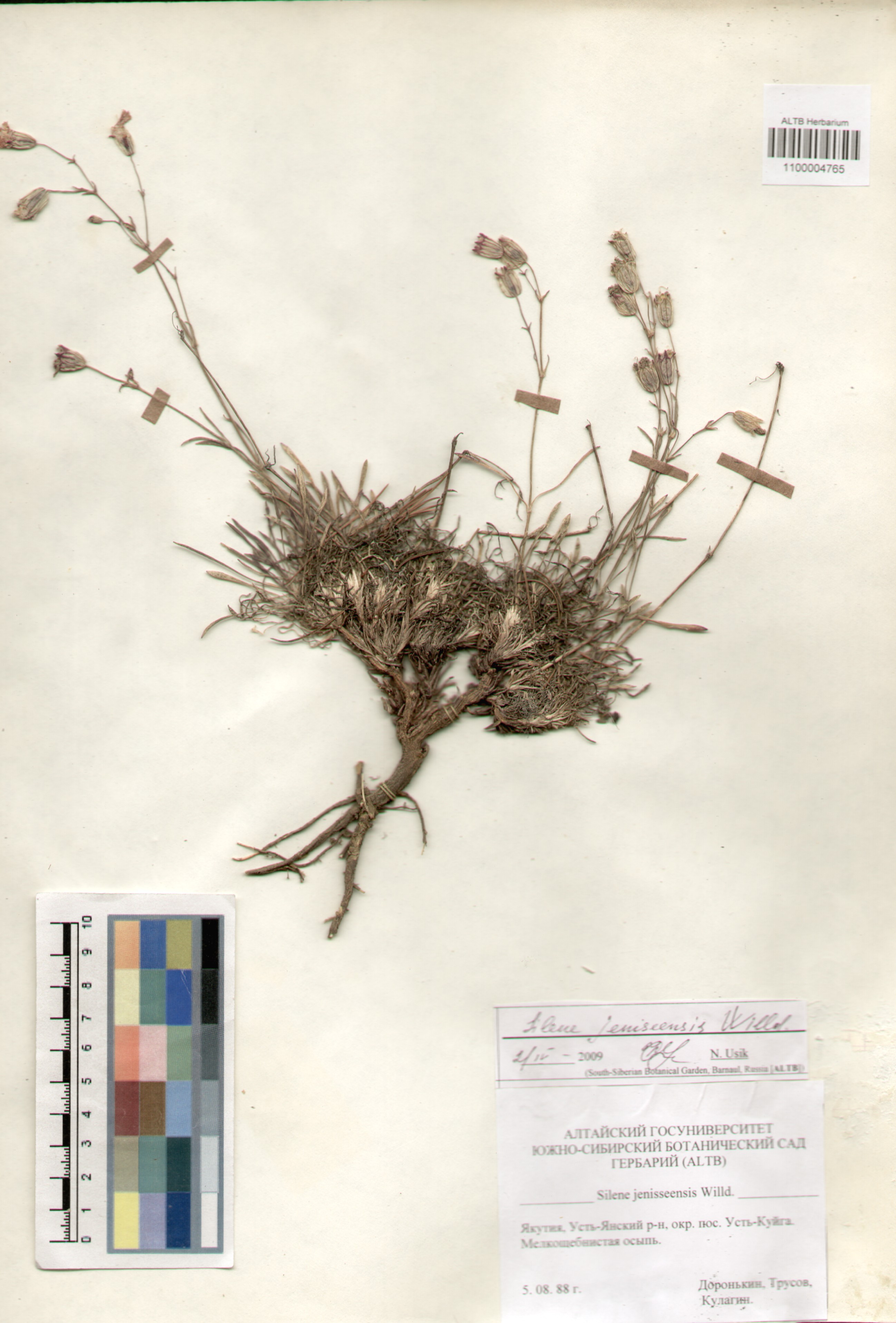 Caryophyllaceae,Silene jenisseensis Willd.