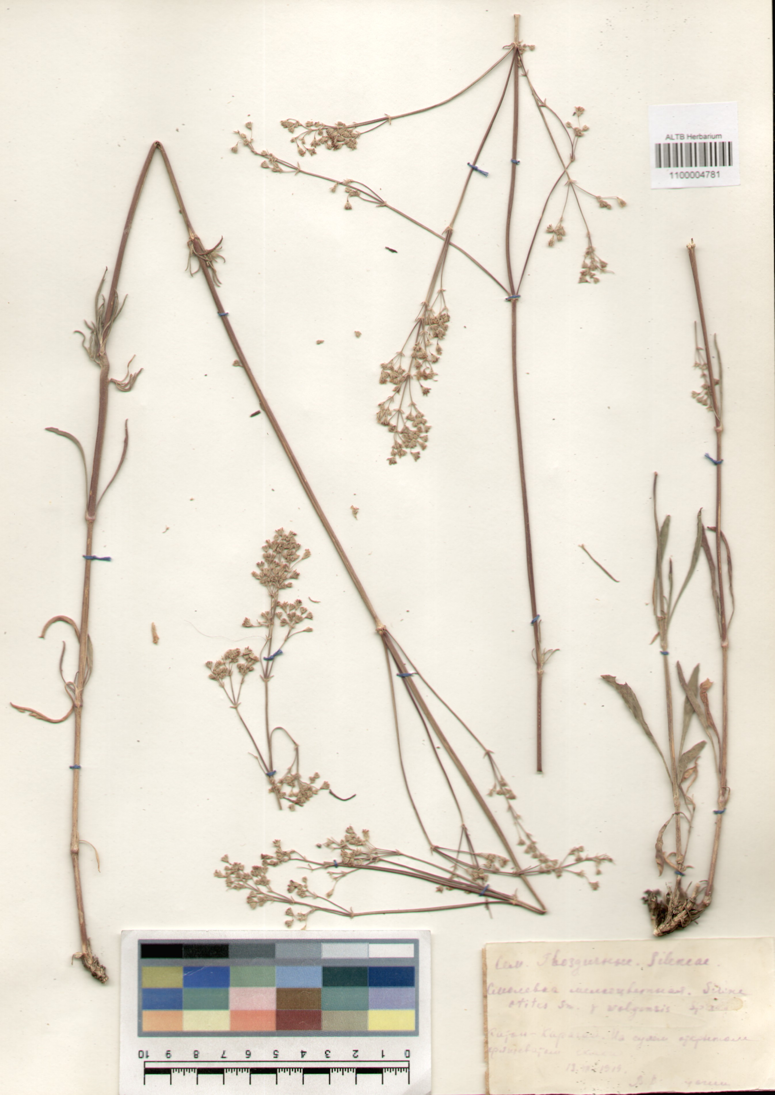 Caryophyllaceae,Silene wolgensis (Hornem.) Otth