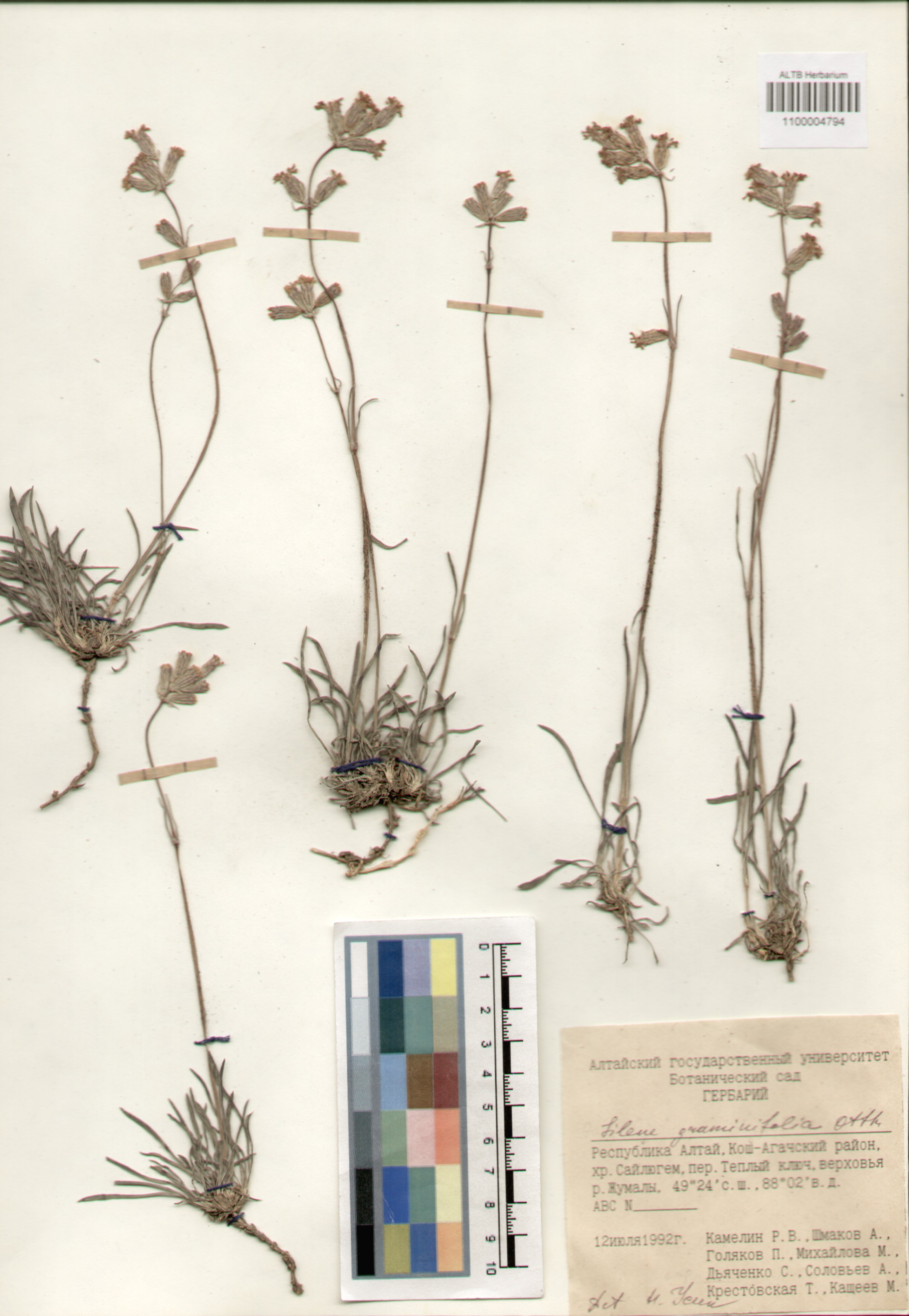 Caryophyllaceae,Silene graminifolia Otth.