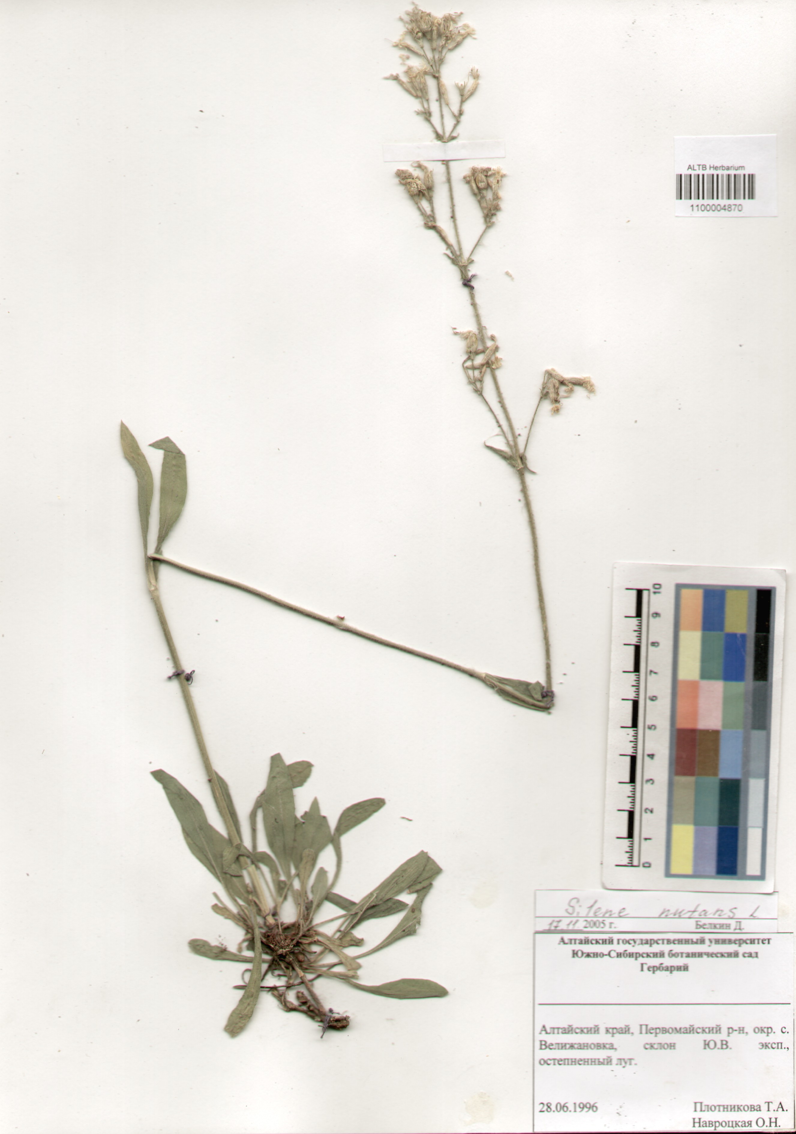 Caryophyllaceae,Silene nutans L.