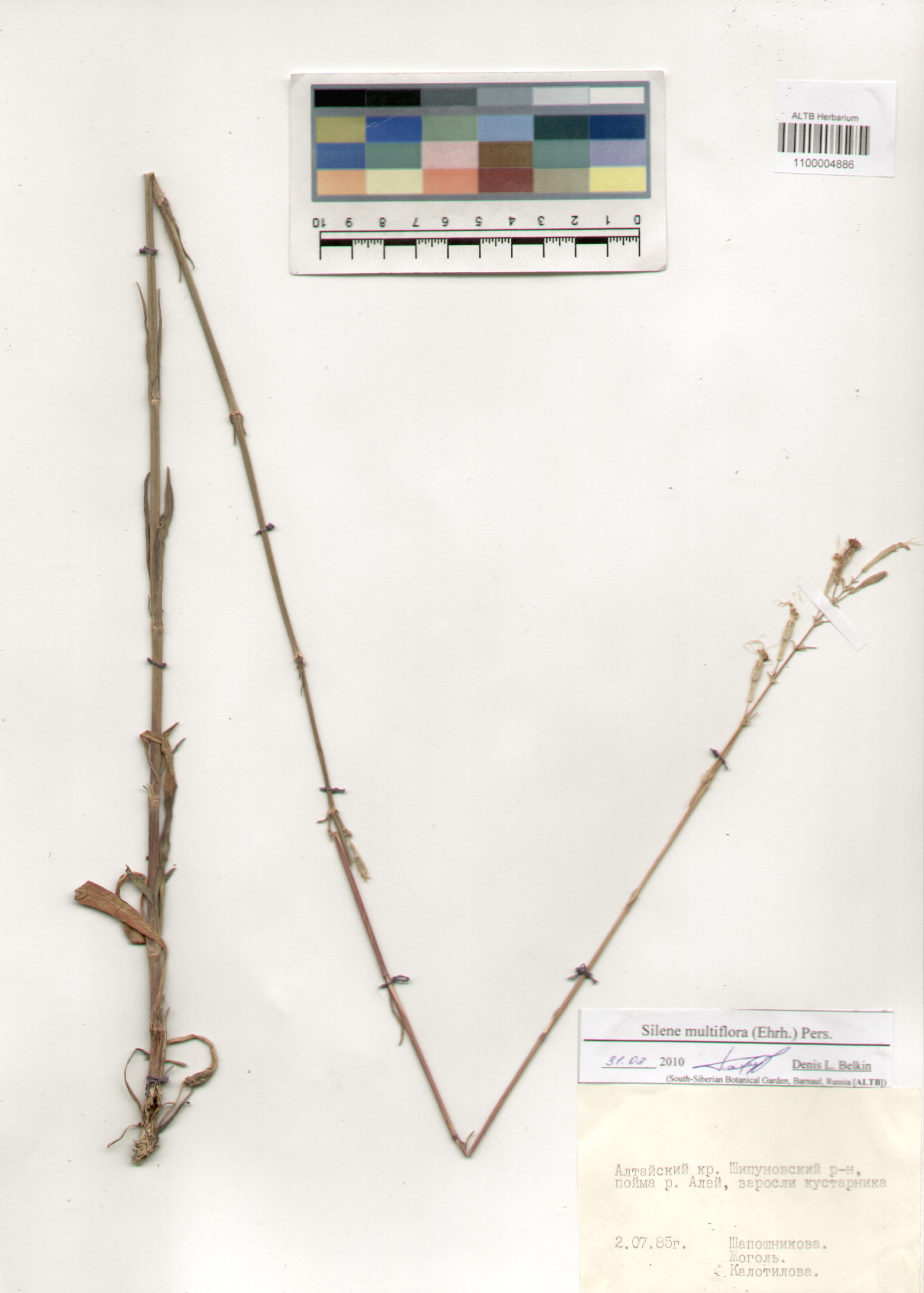 Caryophyllaceae,Silene multiflora (Ehrh.) Pers.