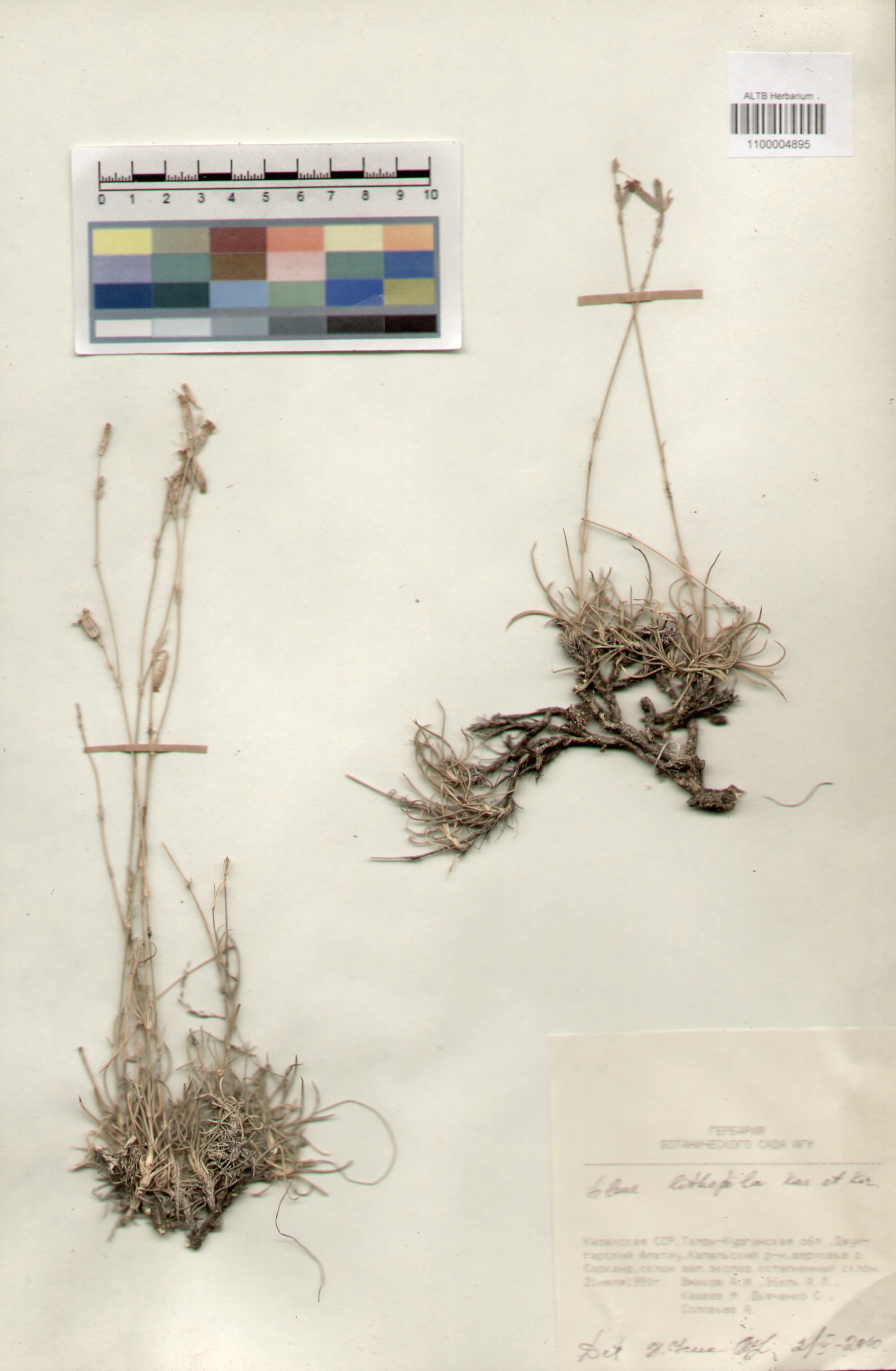 Caryophyllaceae,Silene lithophila Kar. et Kit.