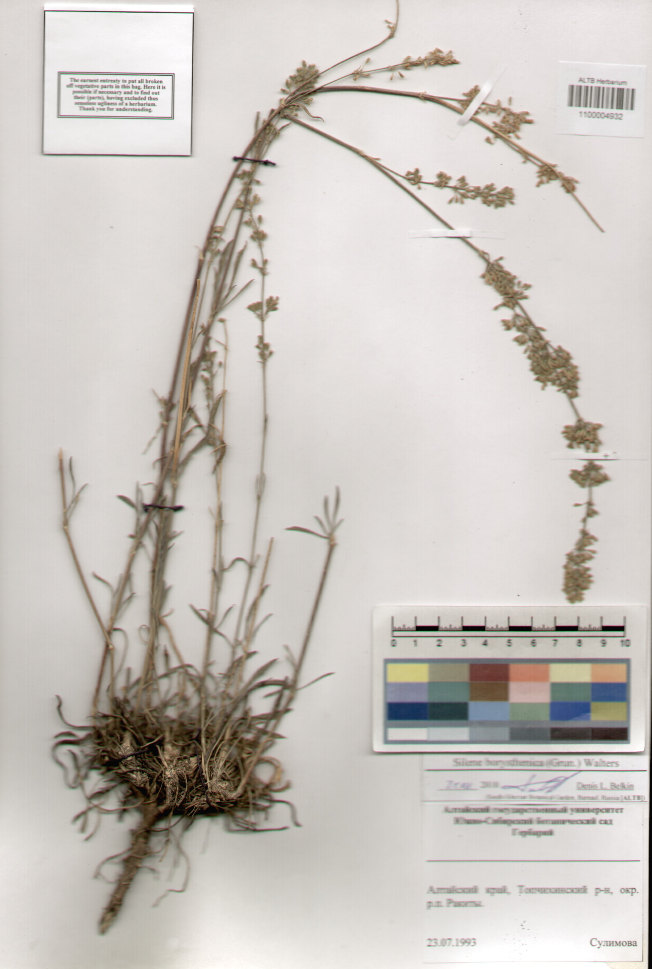 Caryophyllaceae,Silene borysthenica (Grun.) Walters