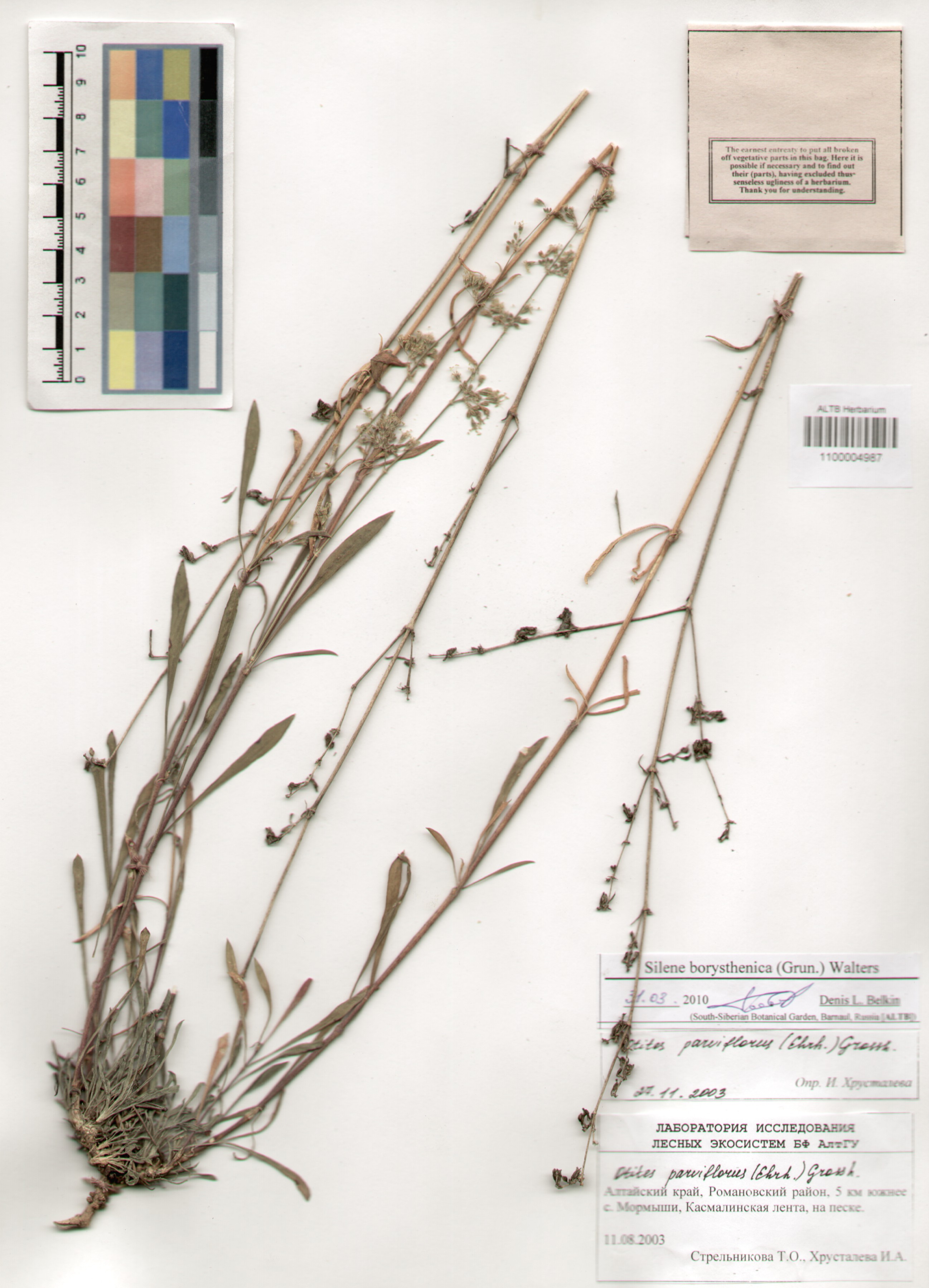 Caryophyllaceae,Silene borysthenica (Grun.) Walters