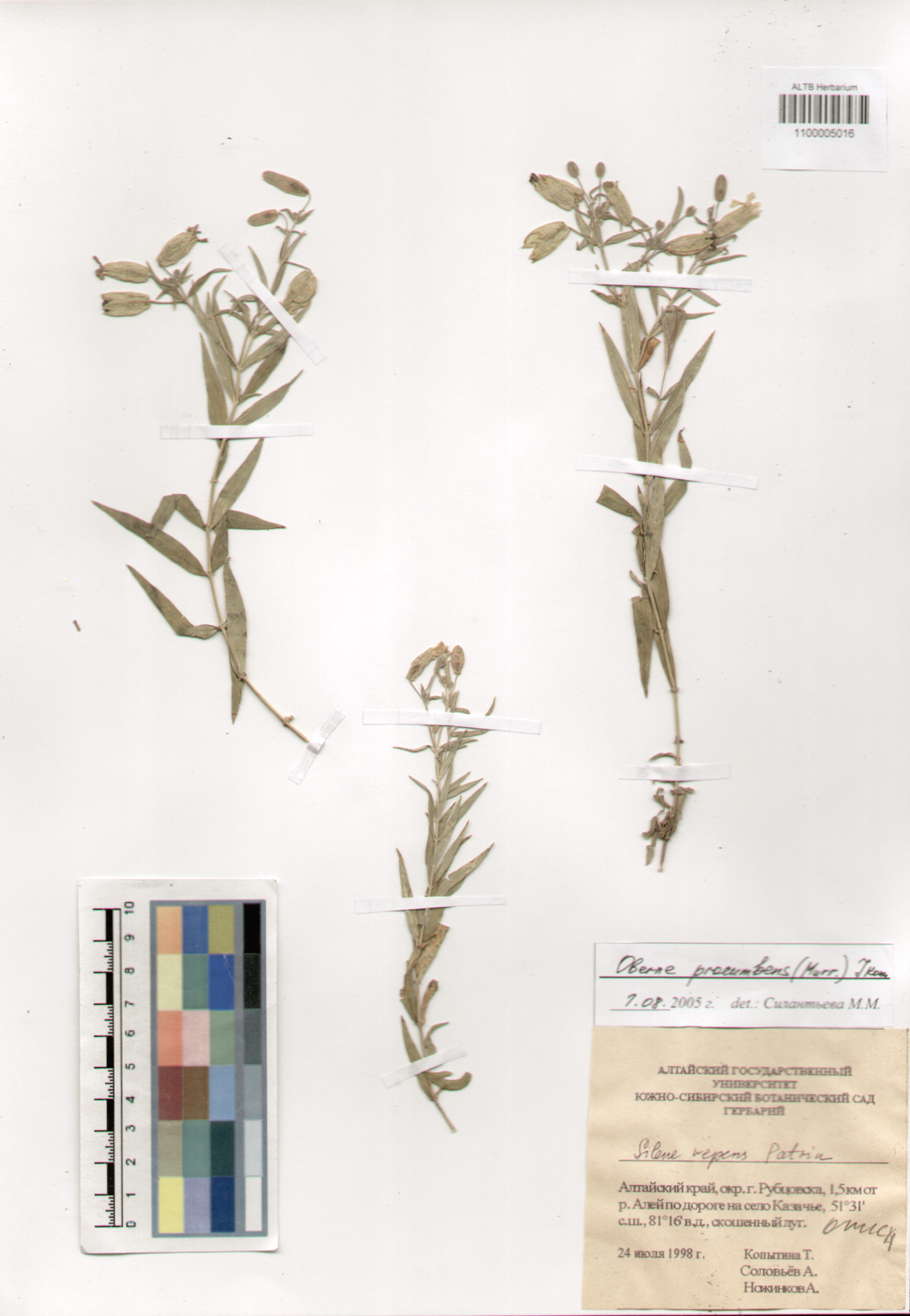 Caryophyllaceae,Silene procumbens (Murray) Jkonn.