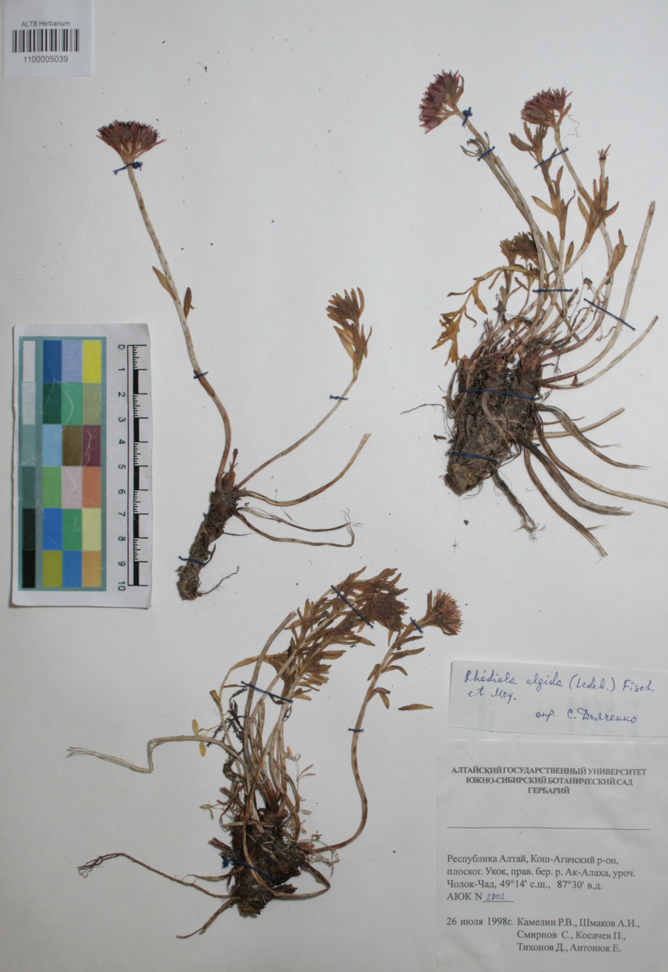 Crassulaceae,Rhodiola algida (Ledeb.) Fisch. & C.A. Mey.