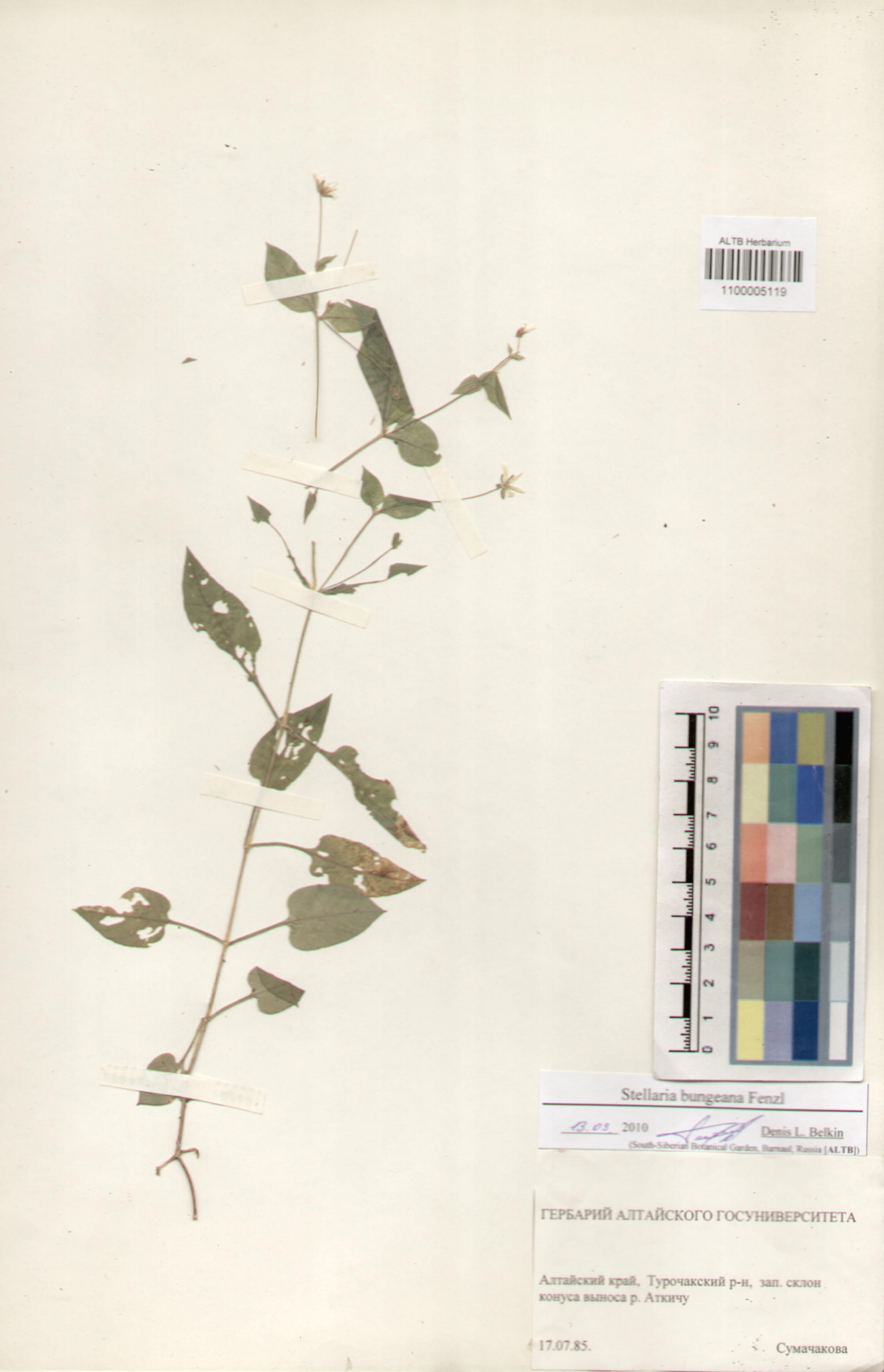 Caryophyllaceae,Stellaria bungeana Fenzl.