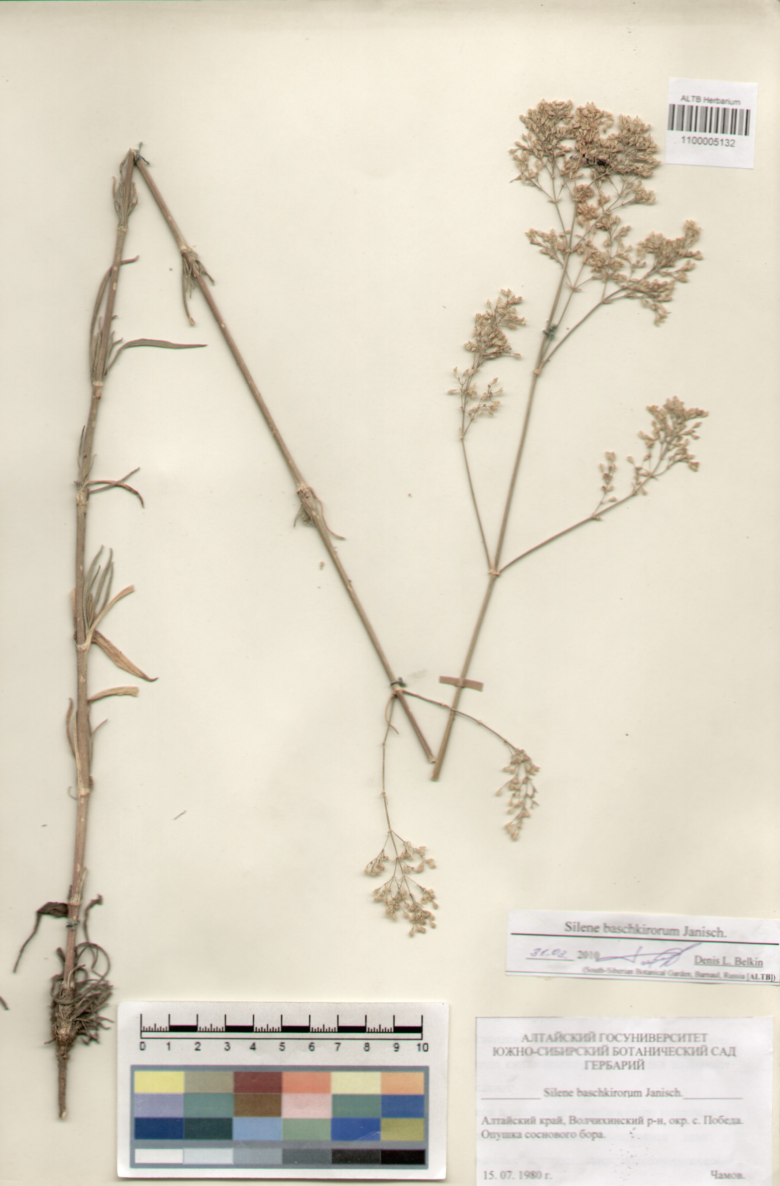 Caryophyllaceae,Silene baschkirorum Janisch.