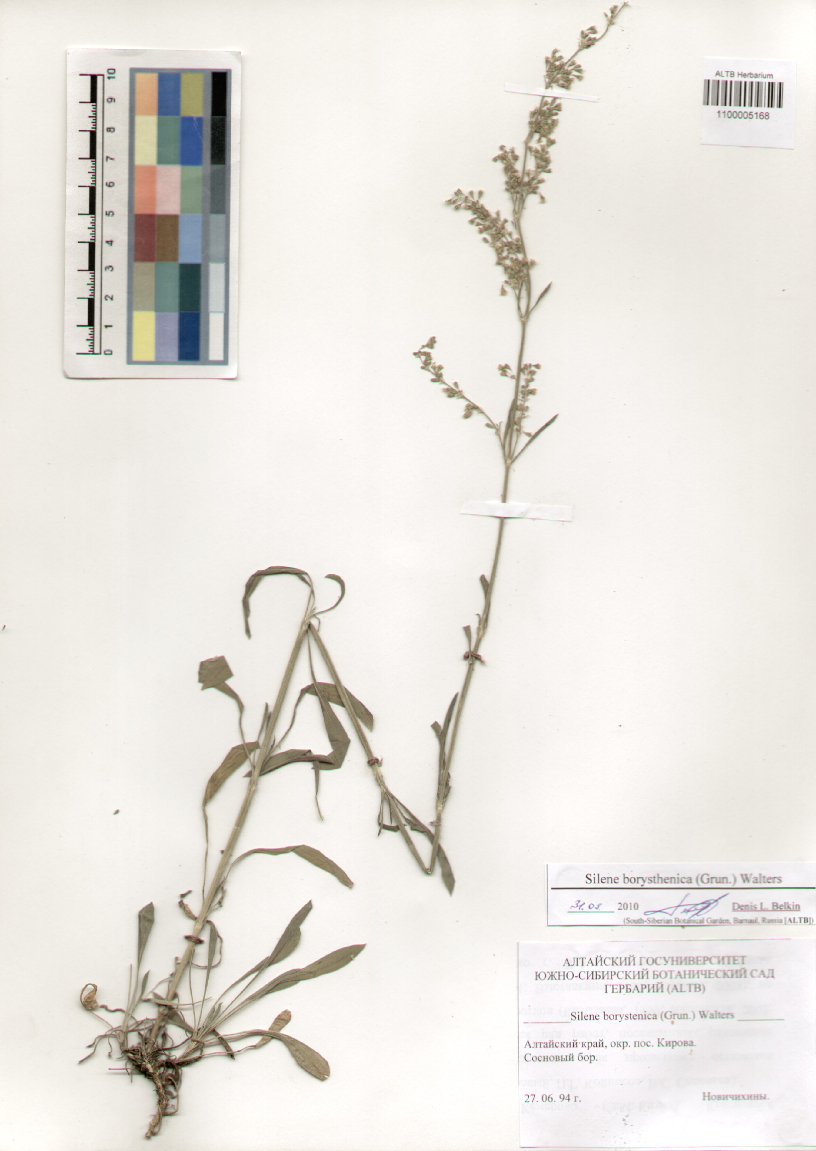 Caryophyllaceae,Silene borysthenica (Grun.) Walters Caryophyllaceae,Silene borysthenica (Grun.) Walters