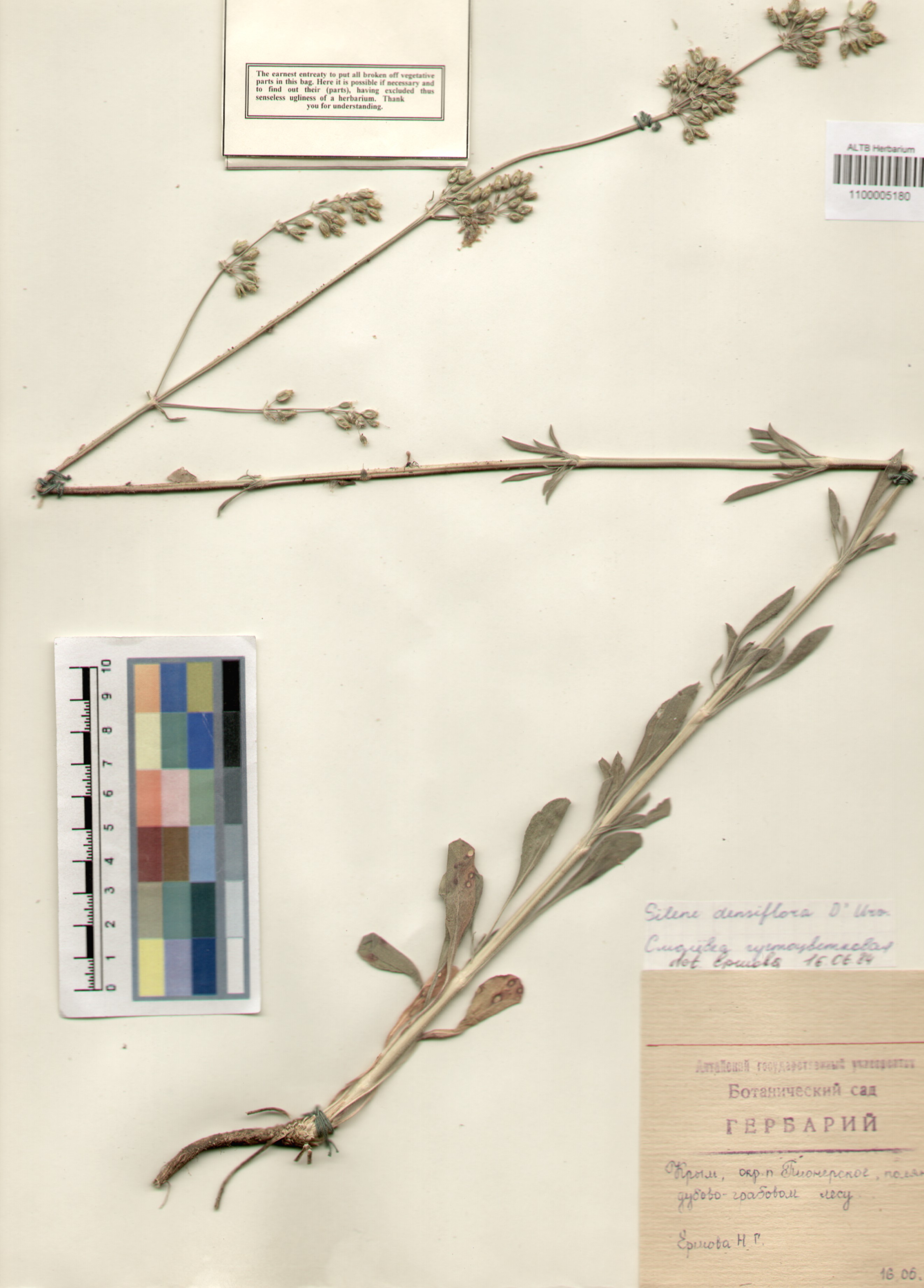 Caryophyllaceae,Silene densiflora D. Urv.