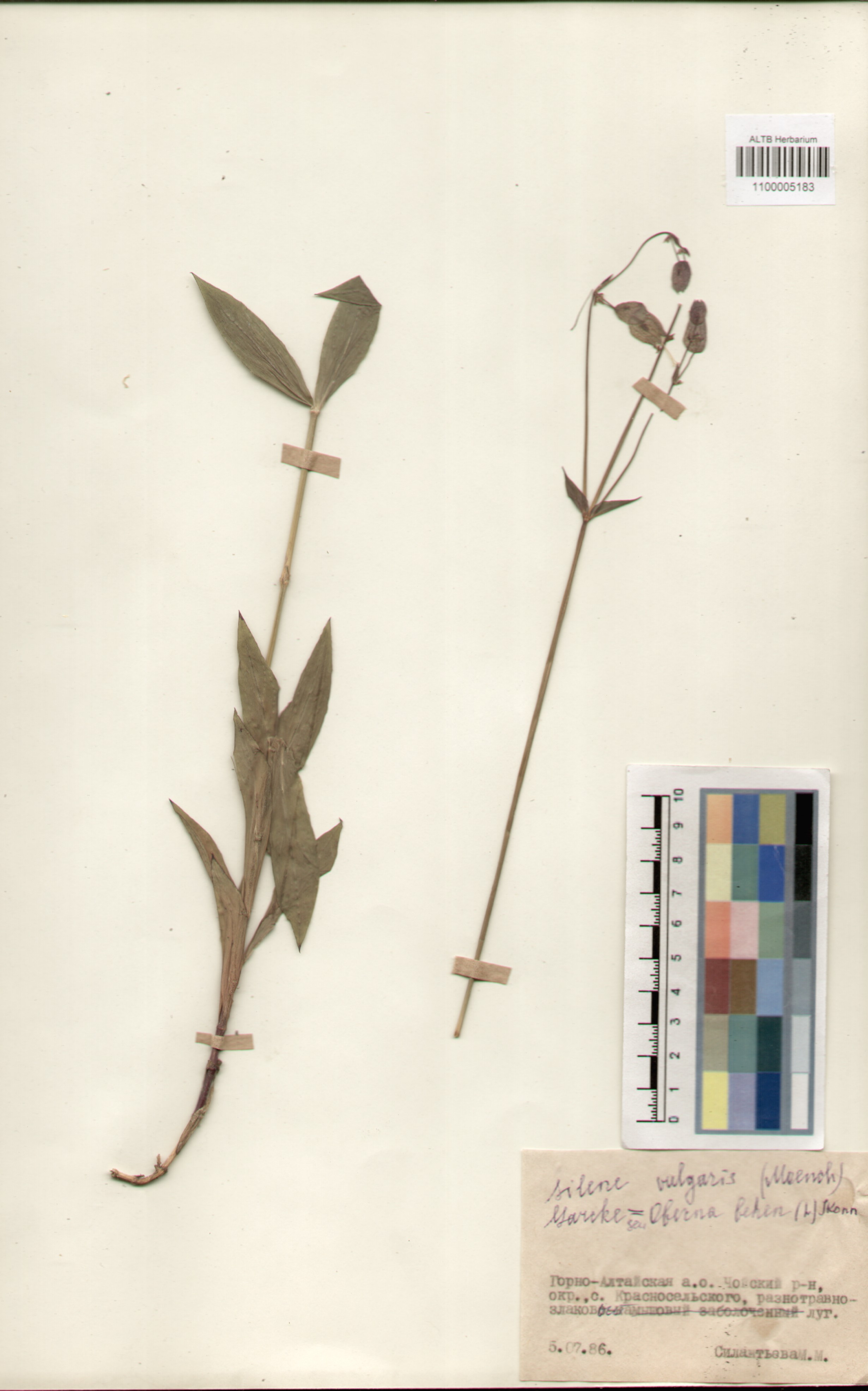 Caryophyllaceae,Silene vulgaris (Moench) Garcke.