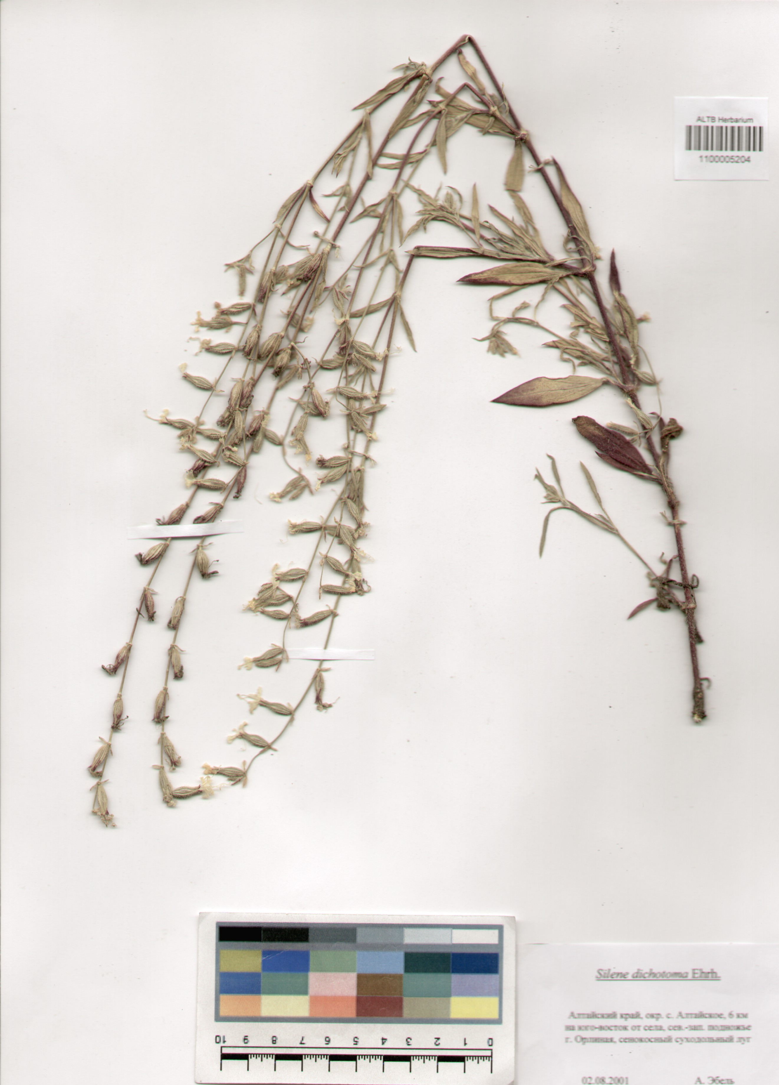 Caryophyllaceae,Silene dichotoma Ehrh.