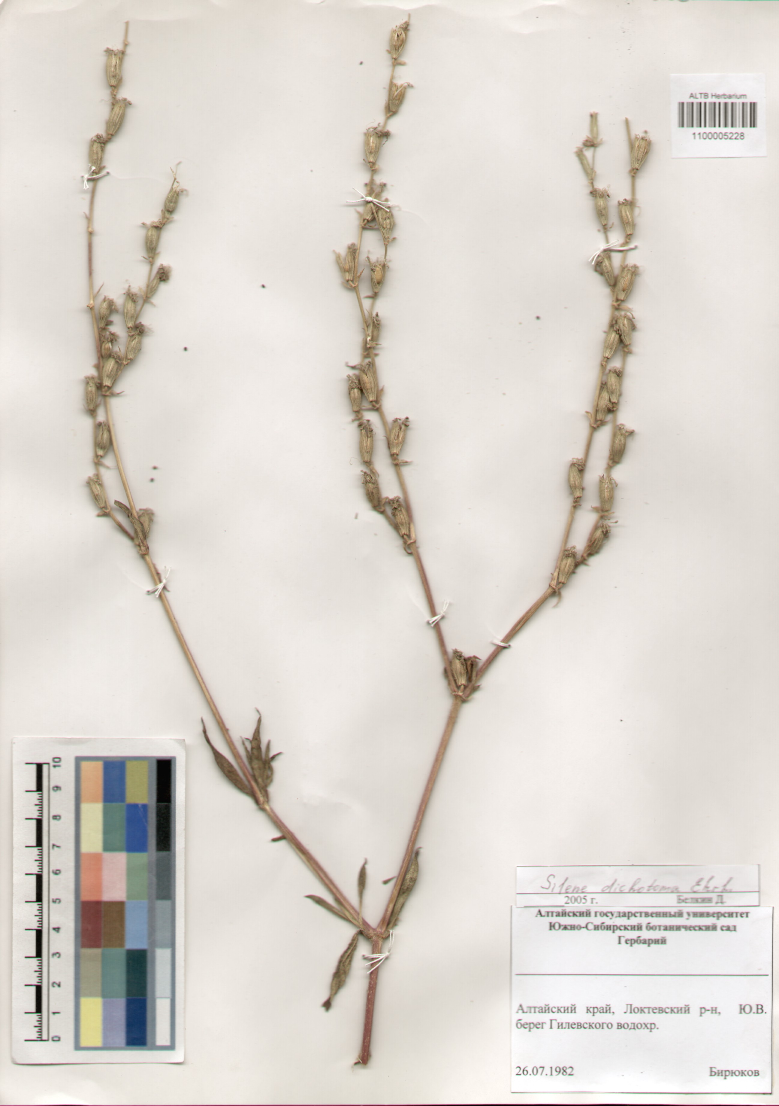 Caryophyllaceae,Silene dichotoma Ehrh.