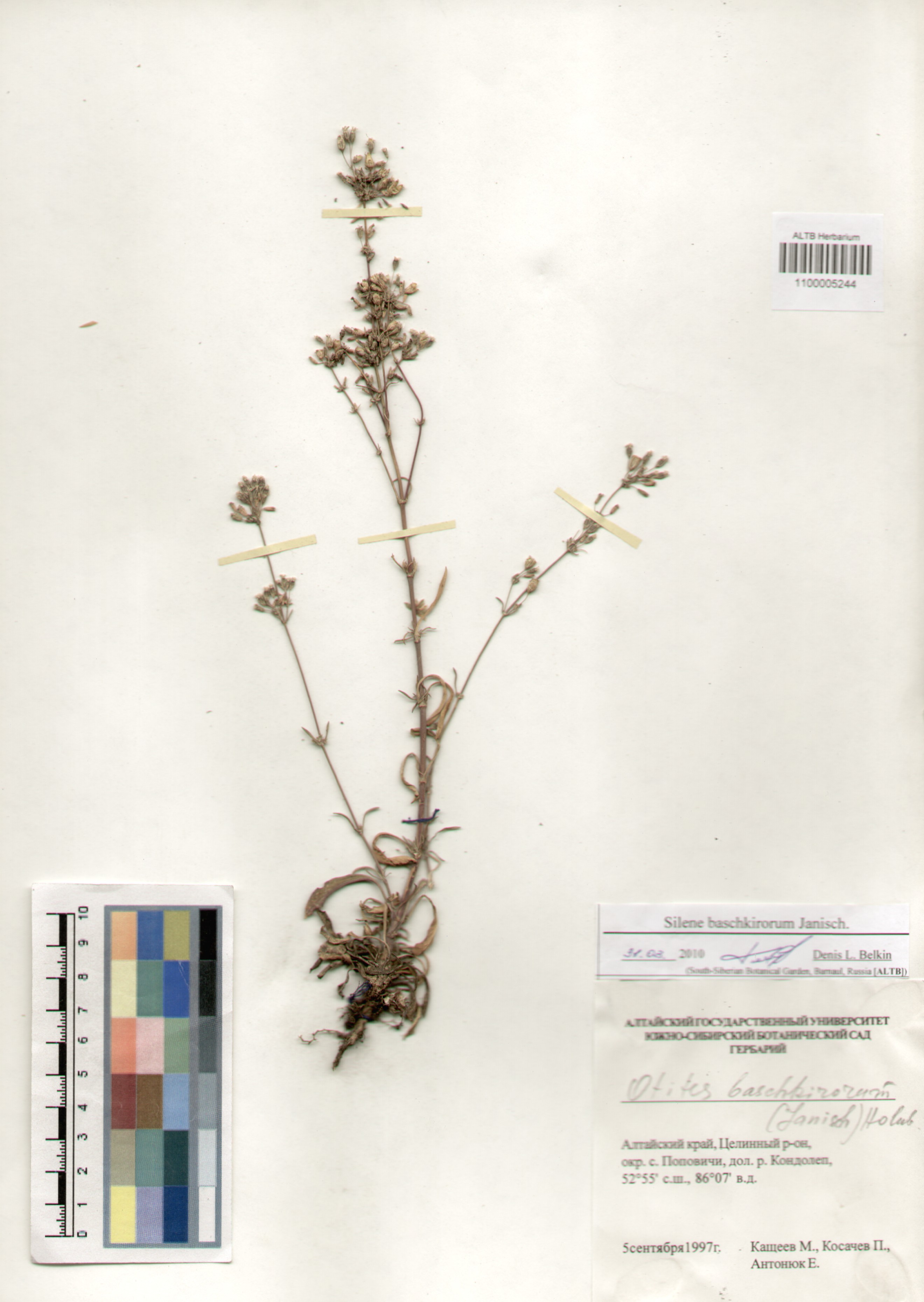 Caryophyllaceae,Silene baschkirorum Janisch.