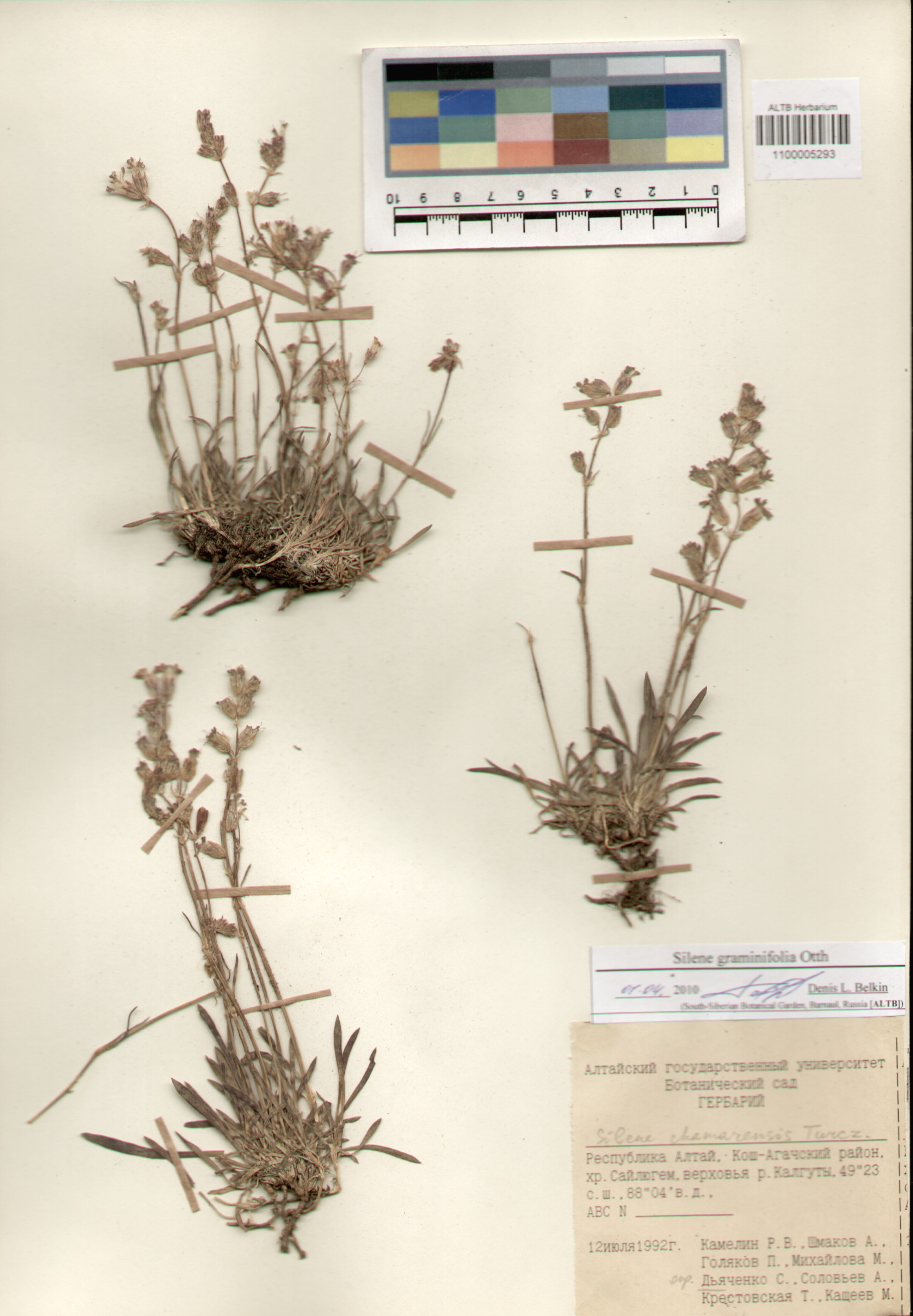 Caryophyllaceae,Silene graminifolia Otth.