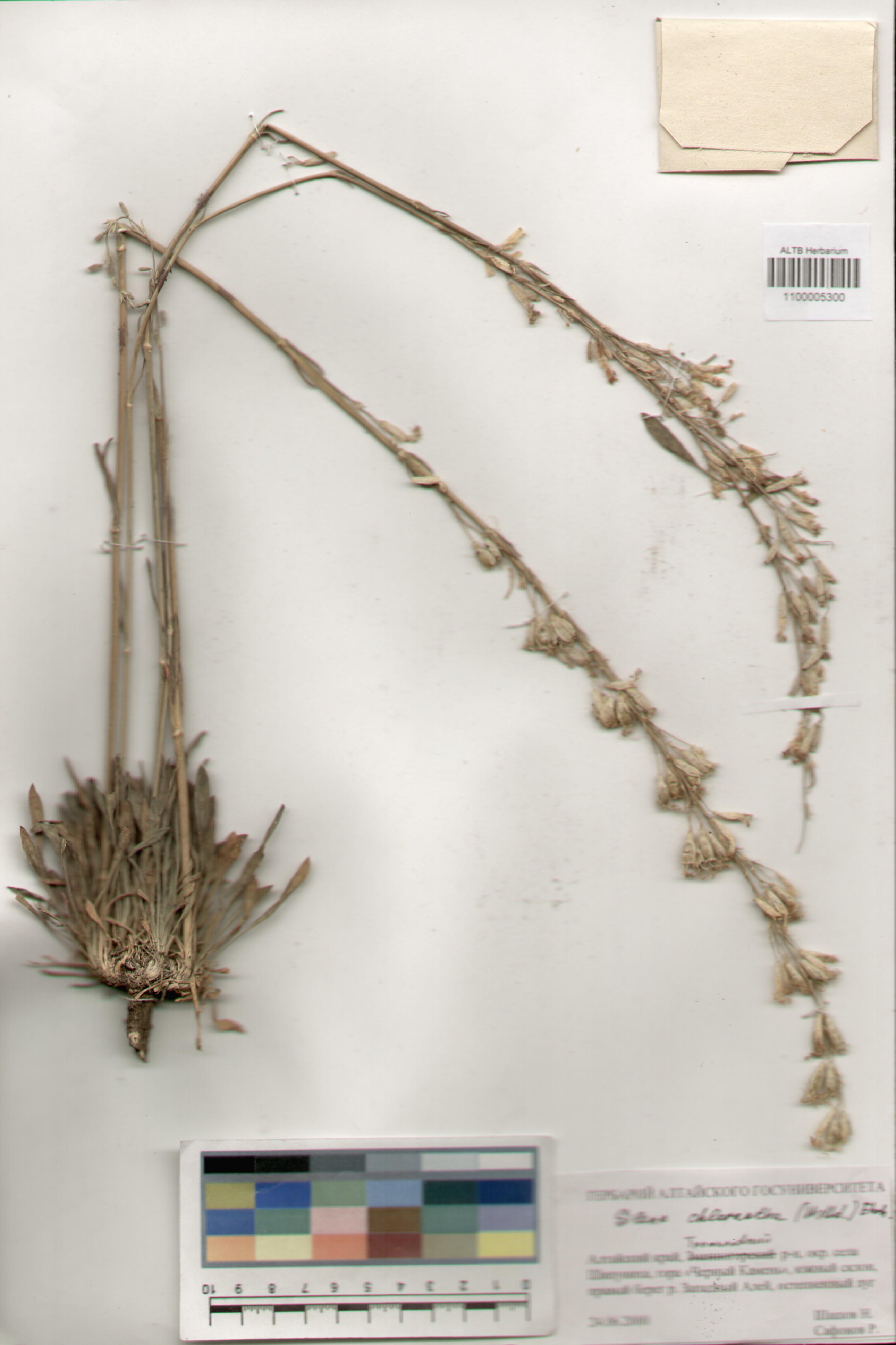 Caryophyllaceae,Silene chlorantha (Willd.) Ehrh.