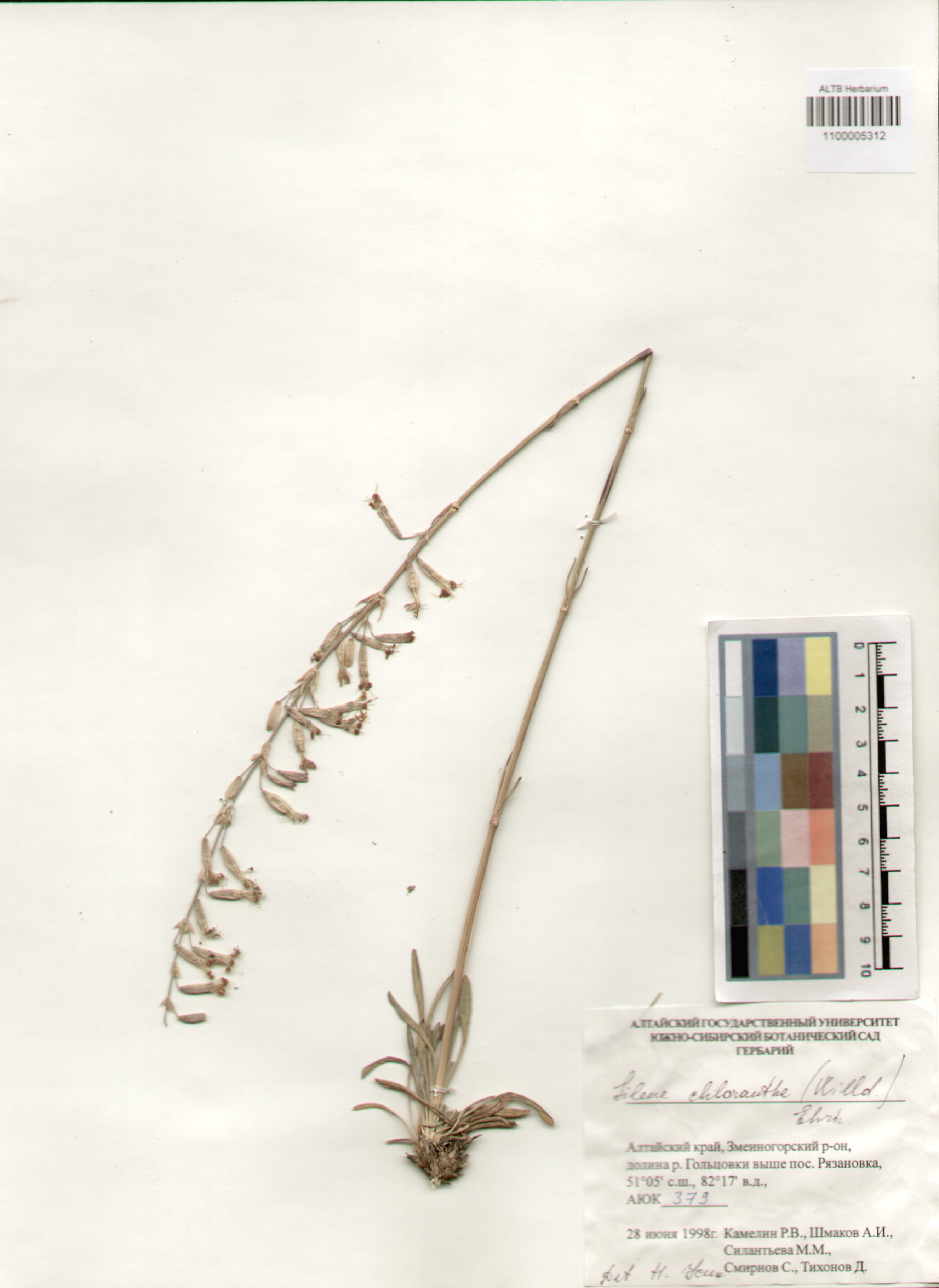 Caryophyllaceae,Silene chlorantha (Willd.) Ehrh.