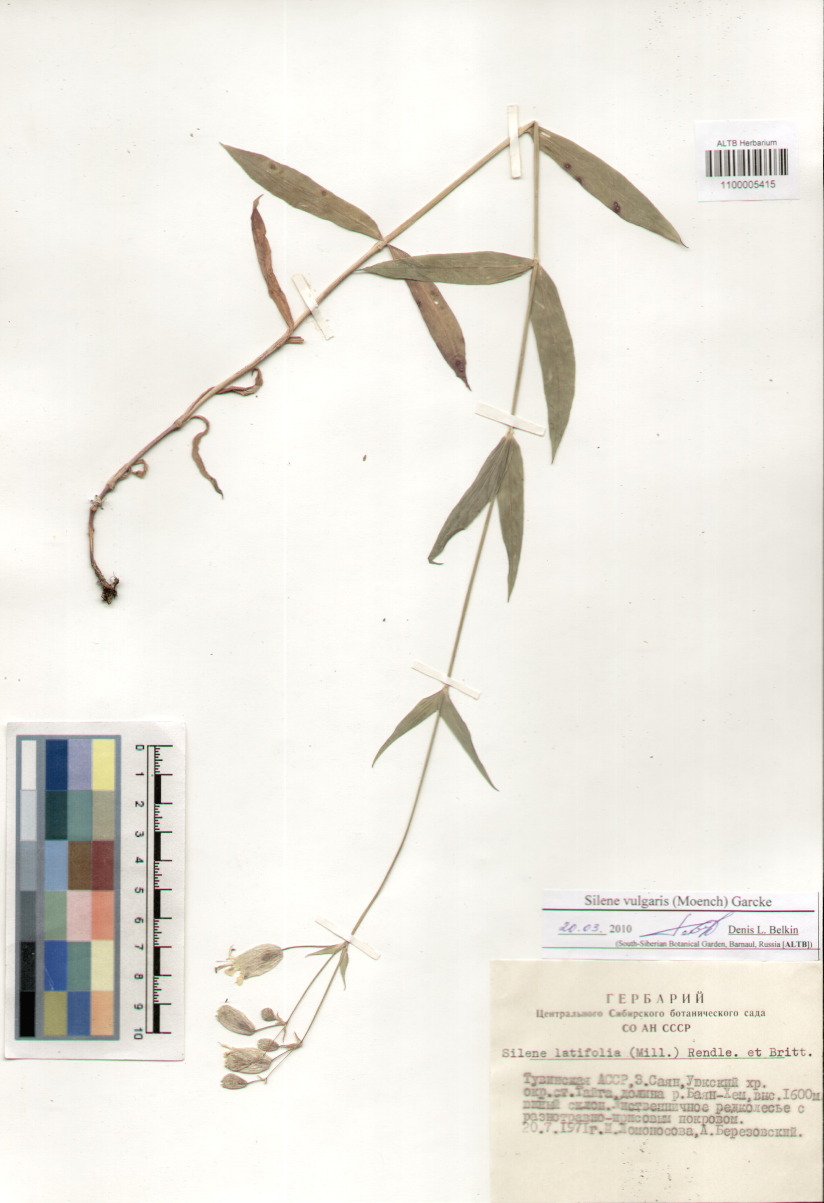 Caryophyllaceae,Silene vulgaris (Moench) Garcke.