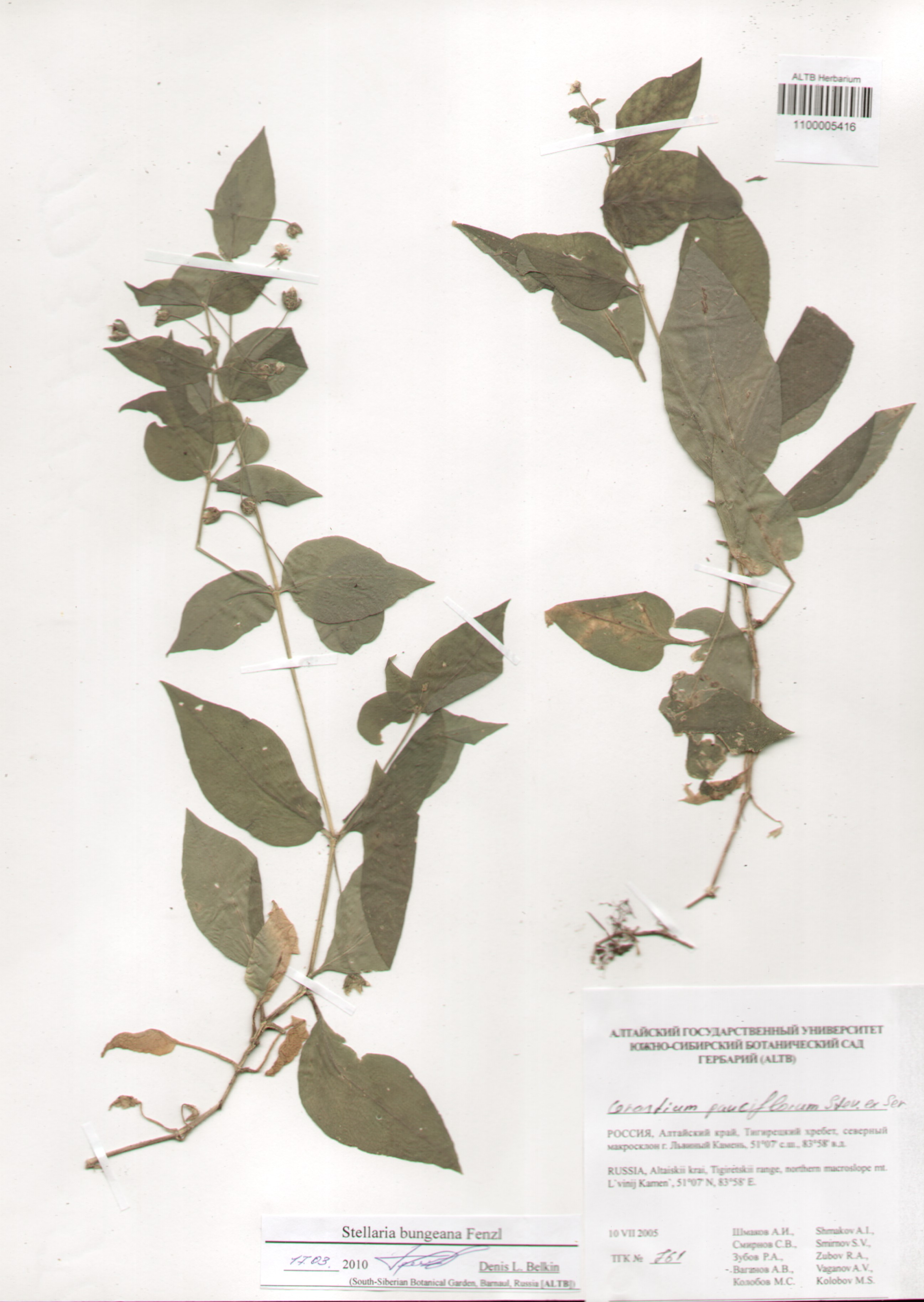 Caryophyllaceae,Stellaria bungeana Fenzl.