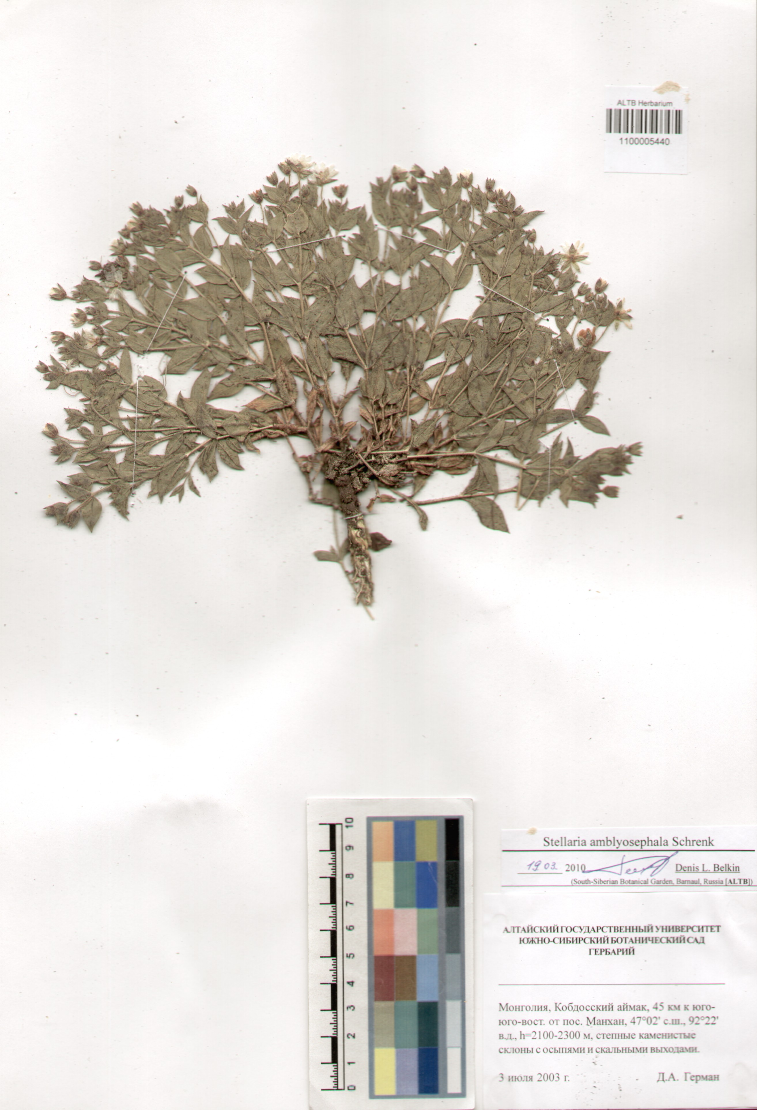 Caryophyllaceae,Stellaria amblyosephala Schrenk