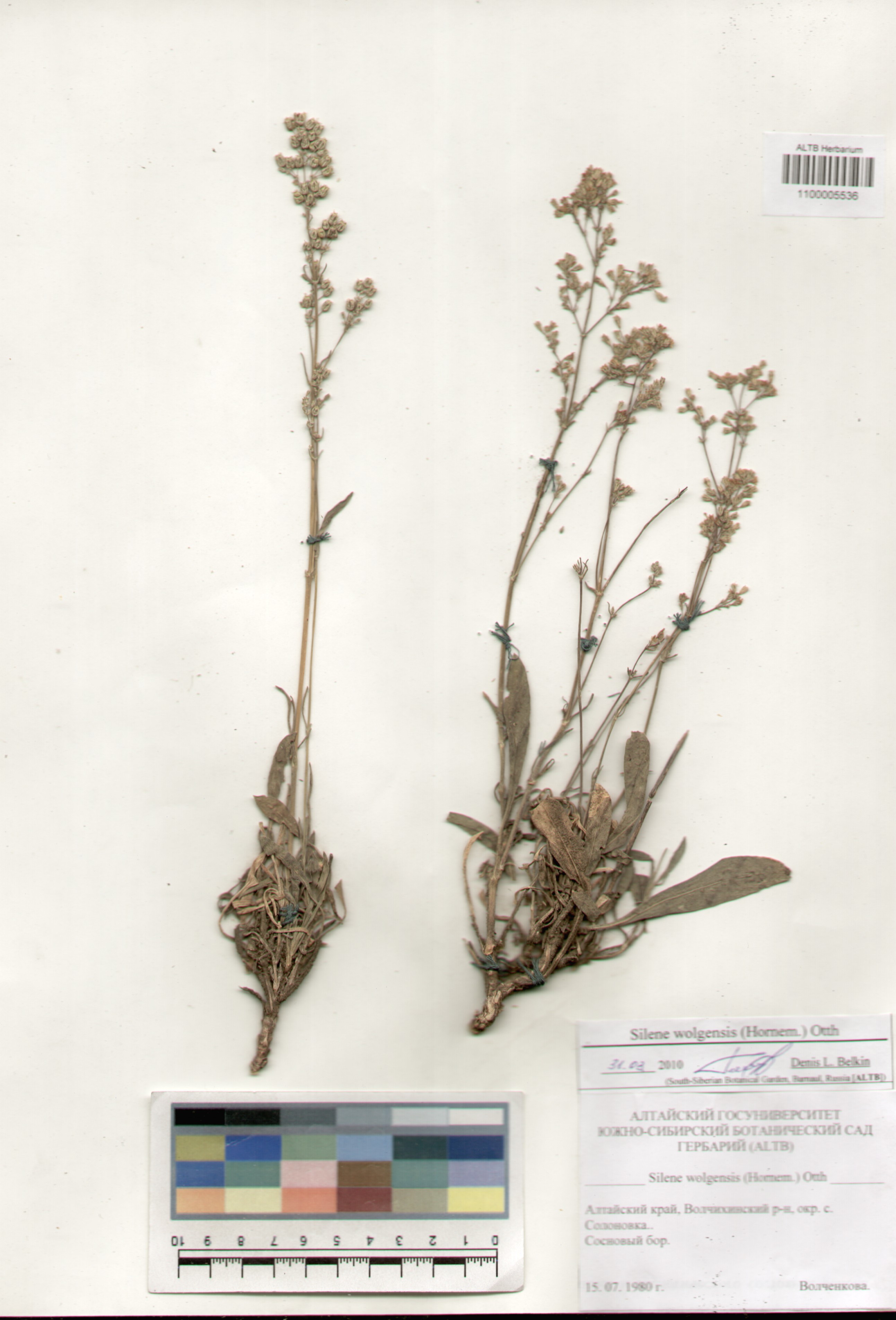 Caryophyllaceae,Silene wolgensis (Hornem.) Otth