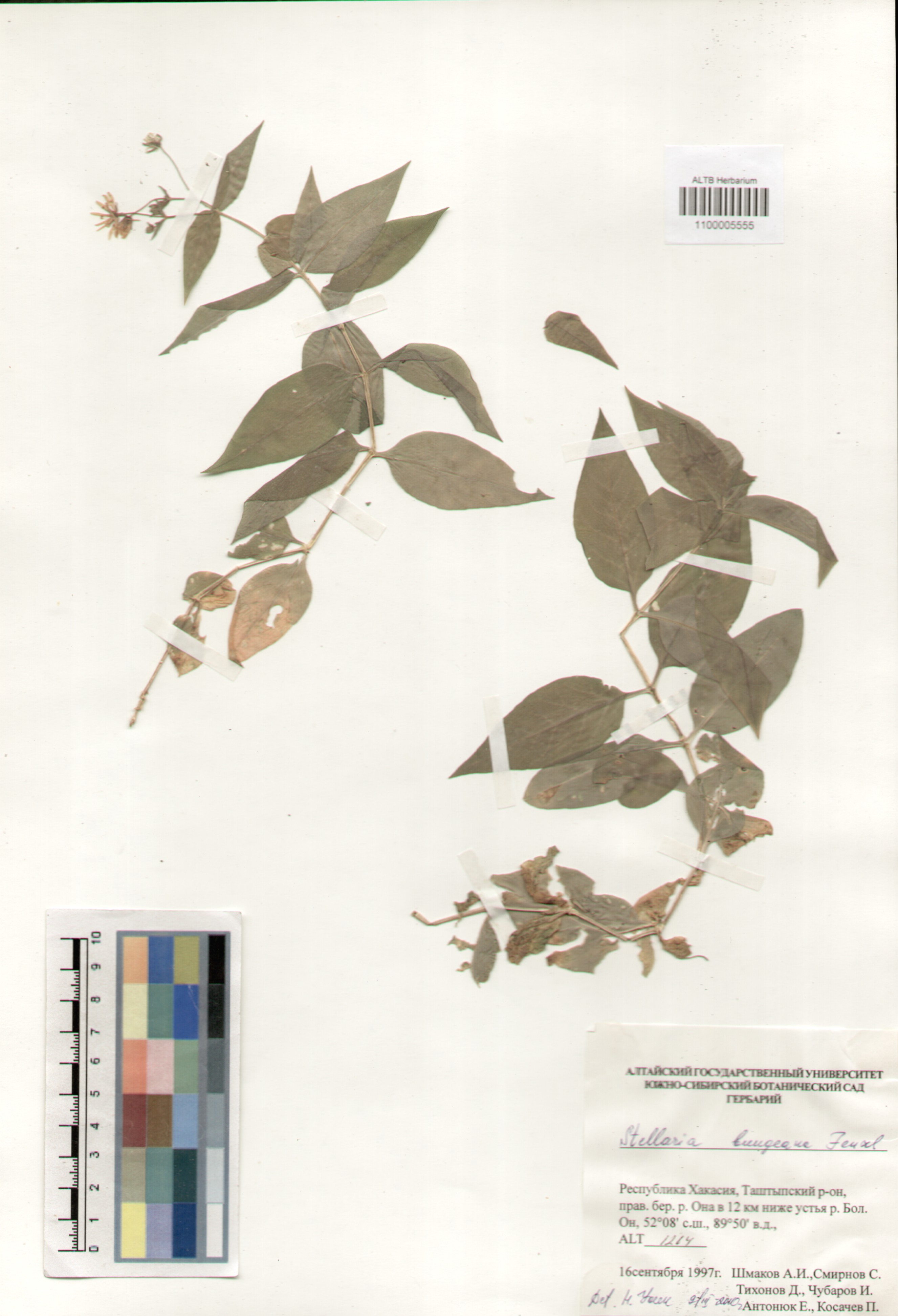 Caryophyllaceae,Silene bungeana Fenzl.