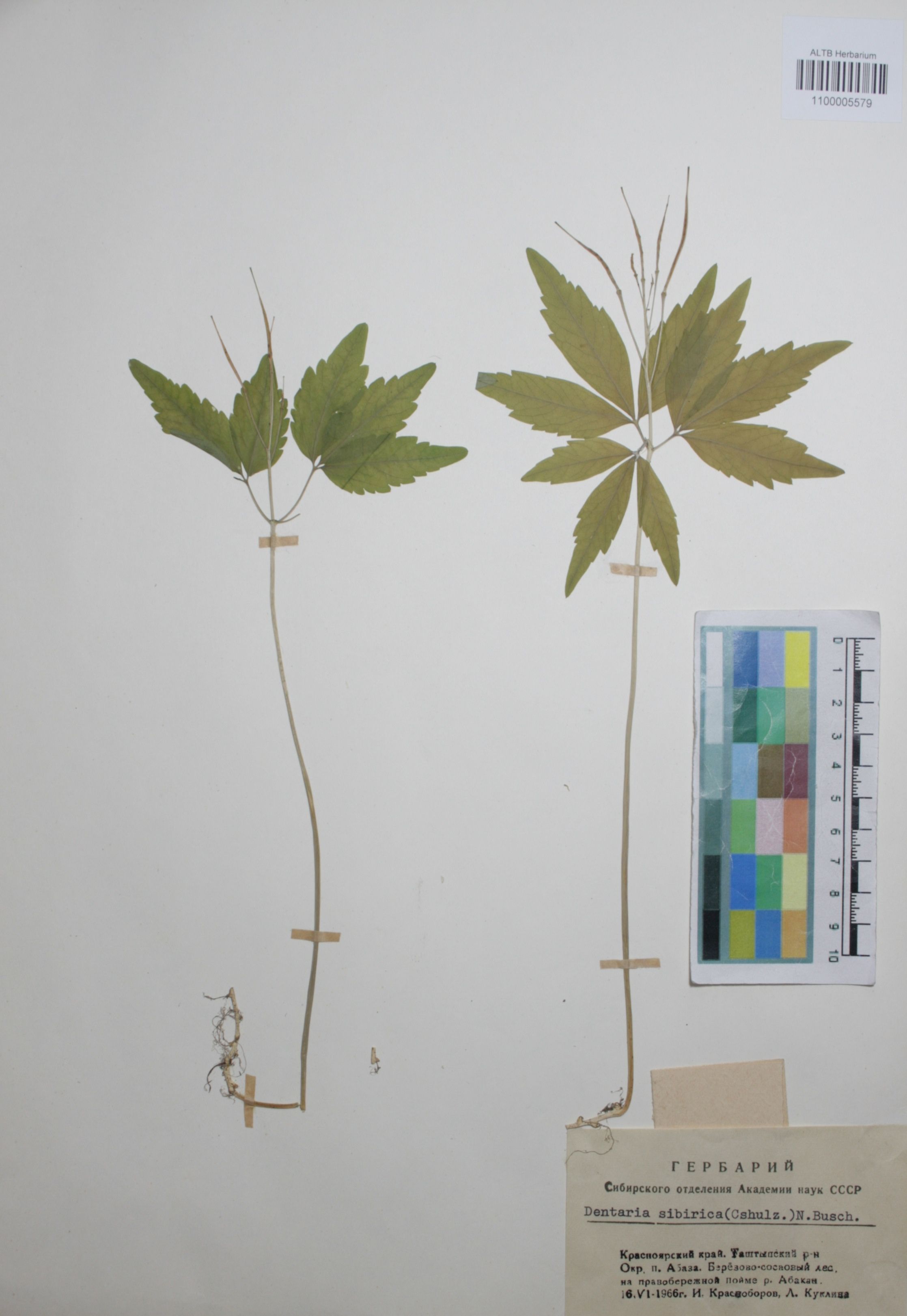 Brassicaceae,Dentaria sibirica (O.E. Schulz) N. Busch