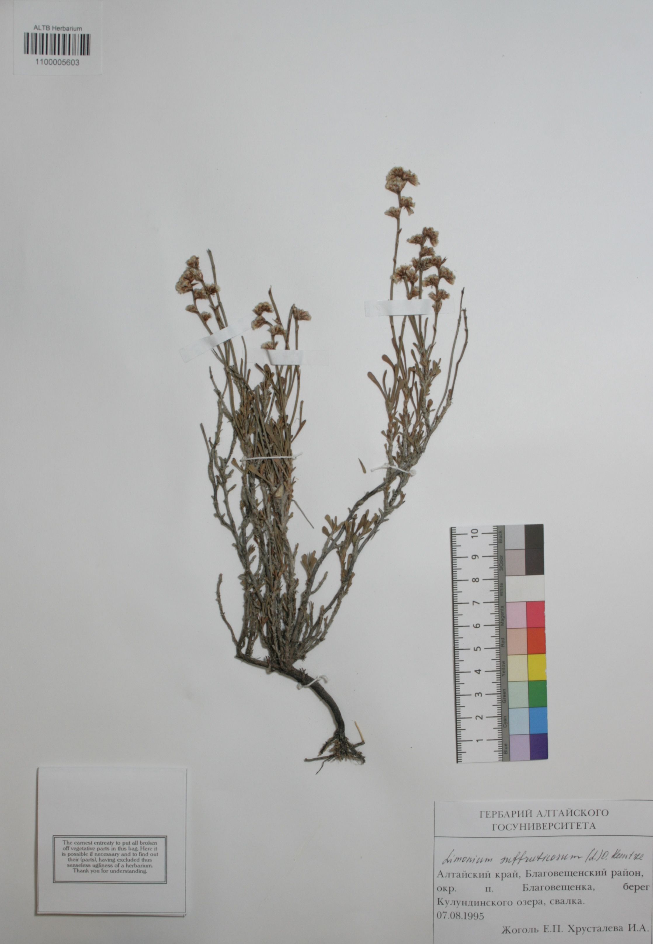 Plumbaginaceae,Limonium suffruticosum O. Kuntze