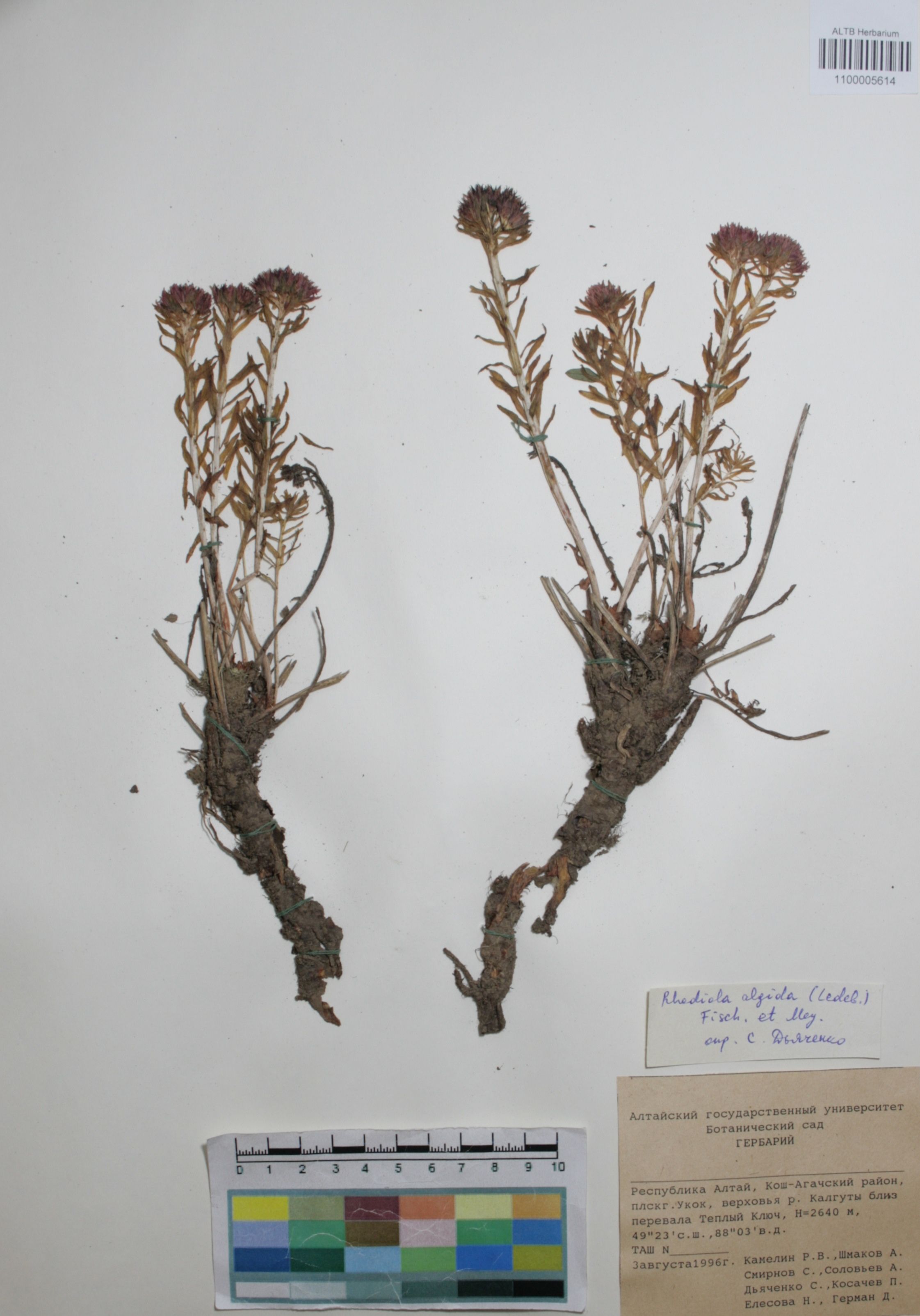 Crassulaceae,Rhodiola algida (Ledeb.) Fisch. & C.A. Mey.