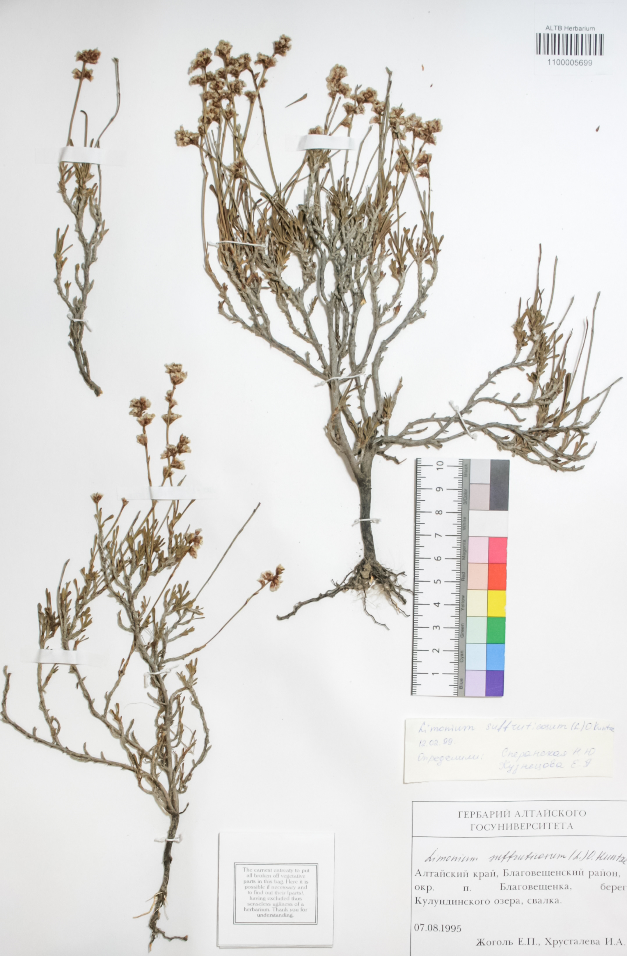 Plumbaginaceae,Limonium suffruticosum O. Kuntze