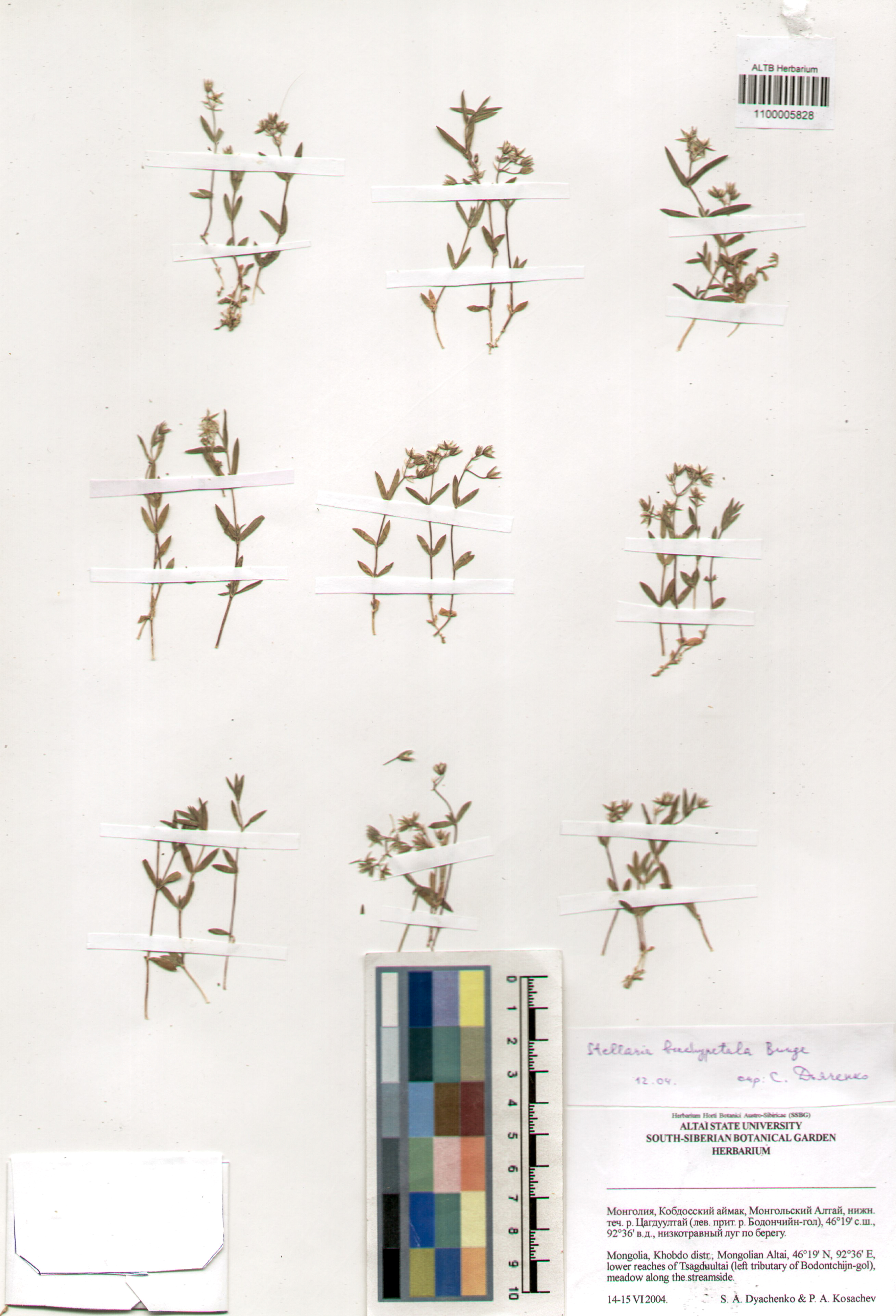 Caryophyllaceae,Stellaria brachypetala Bunge.