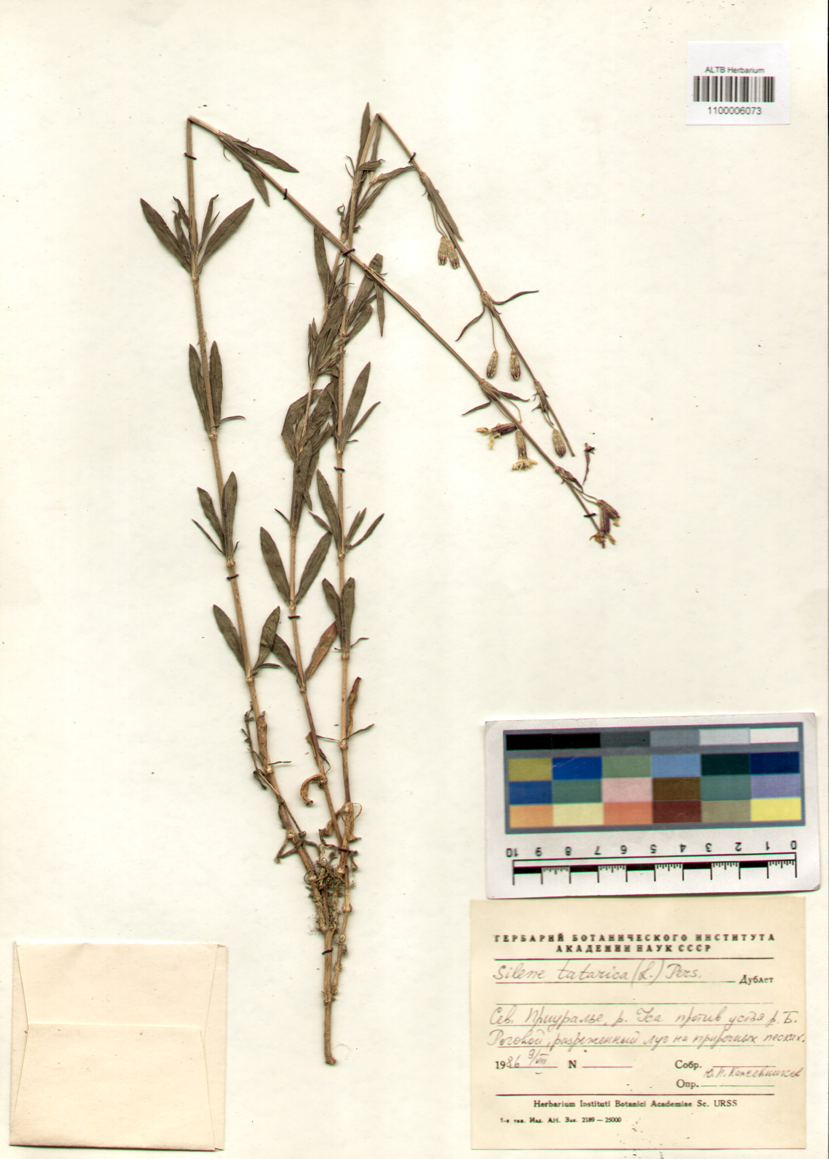 Caryophyllaceae,Silene tatarica (L.) Pers.