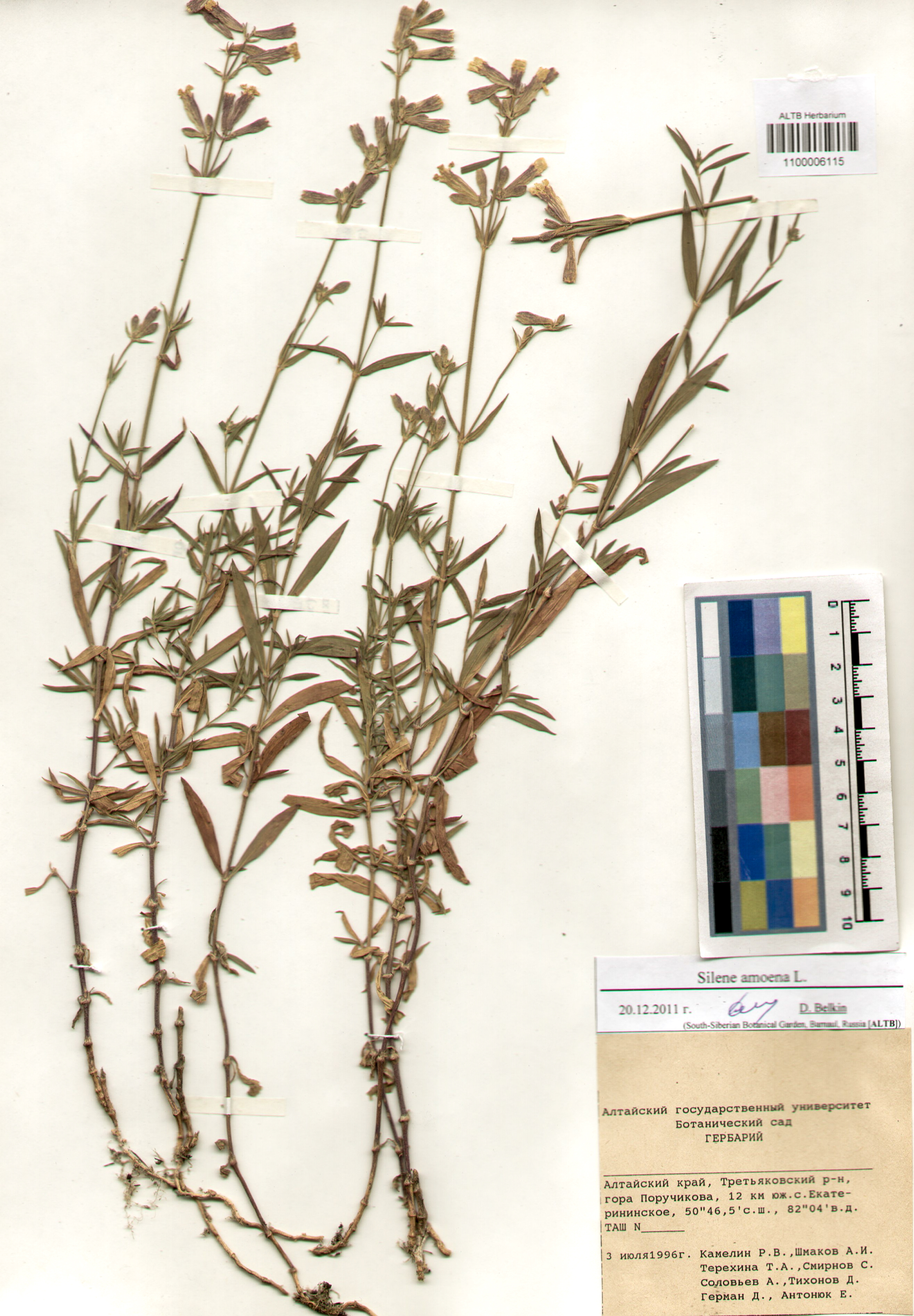 Caryophyllaceae,Silene amoena L.