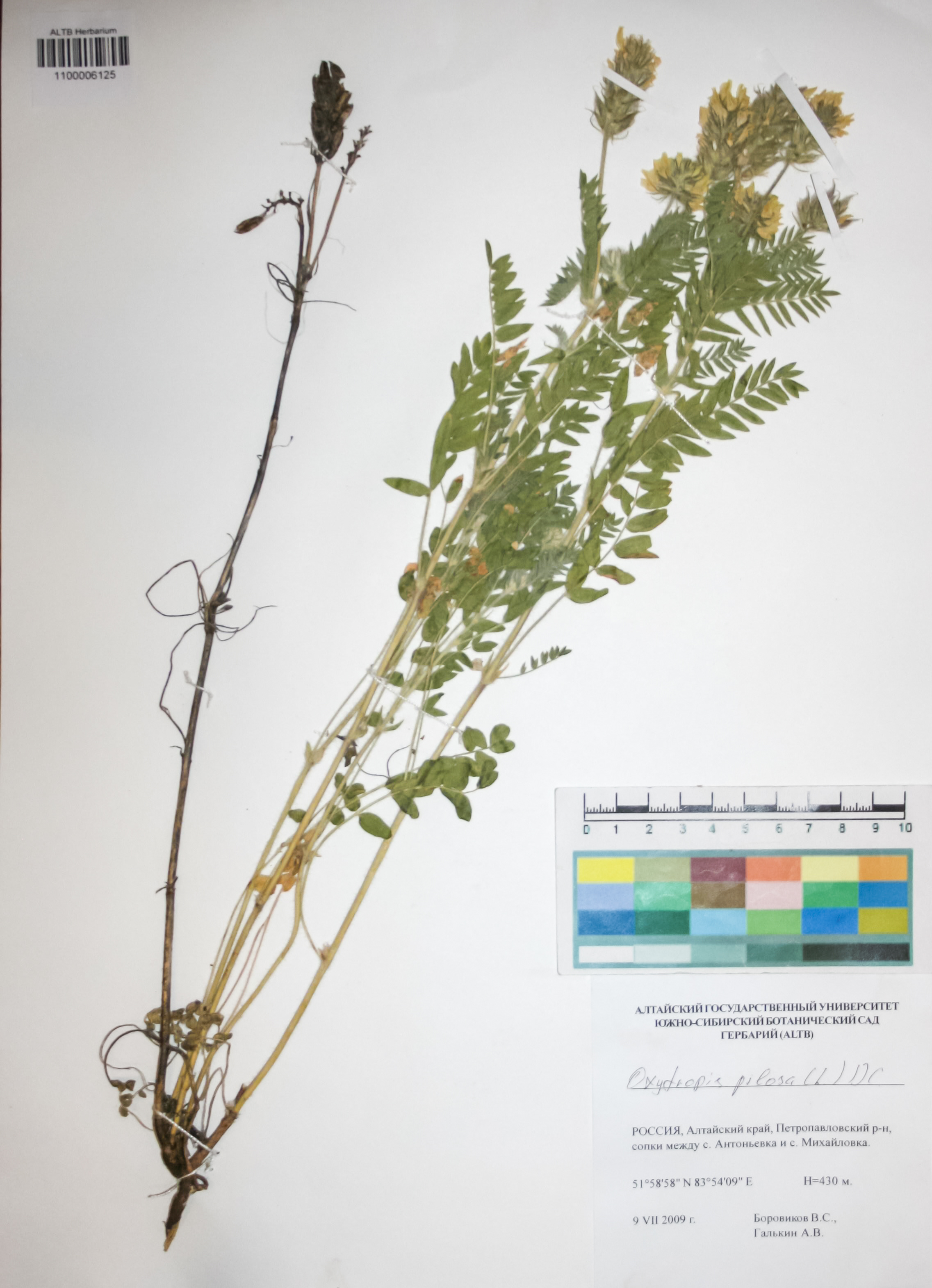 Fabaceae,Oxytropis pilosa (L.) DC.