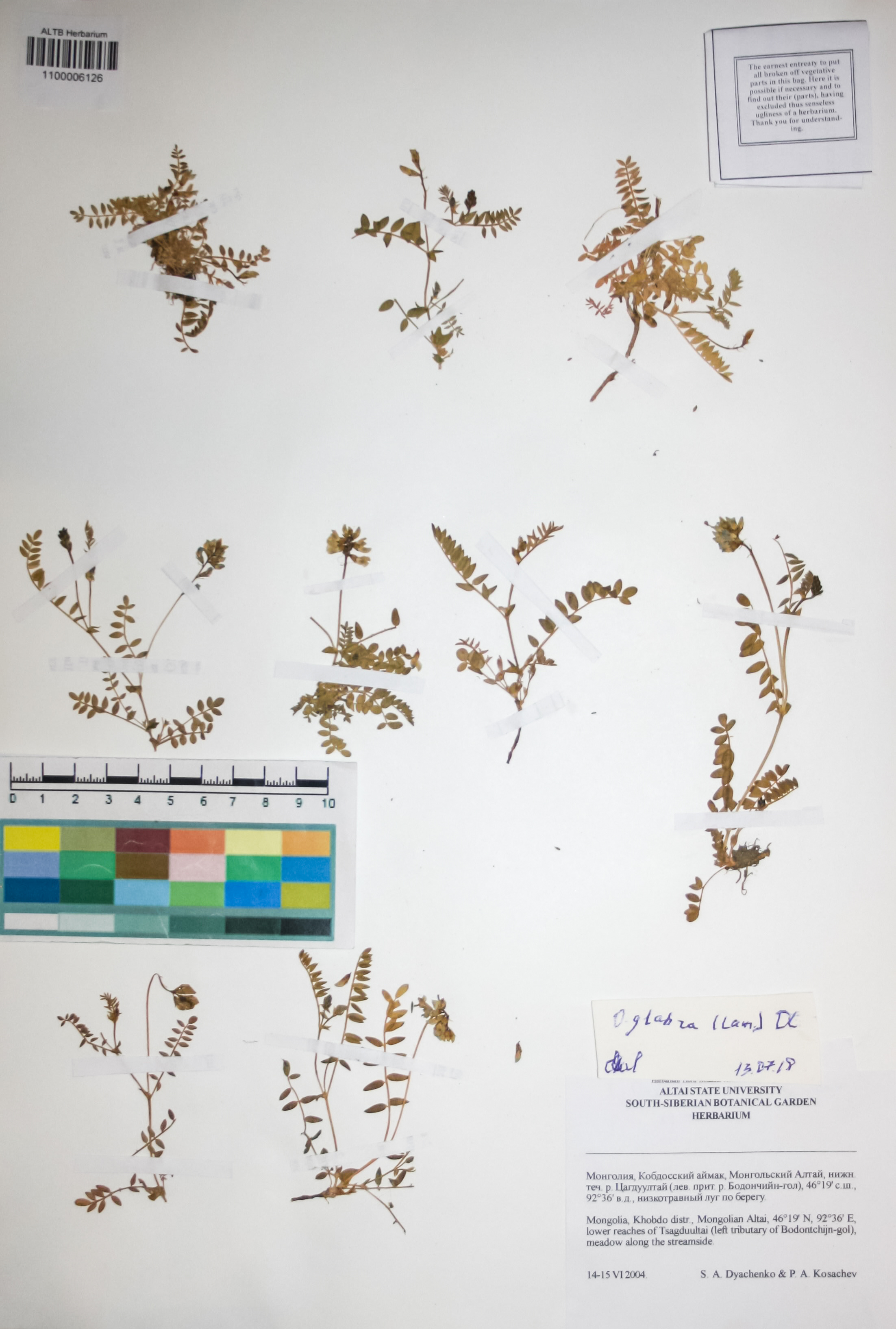 Fabaceae,Oxytropis glabra (Lam.) DC.