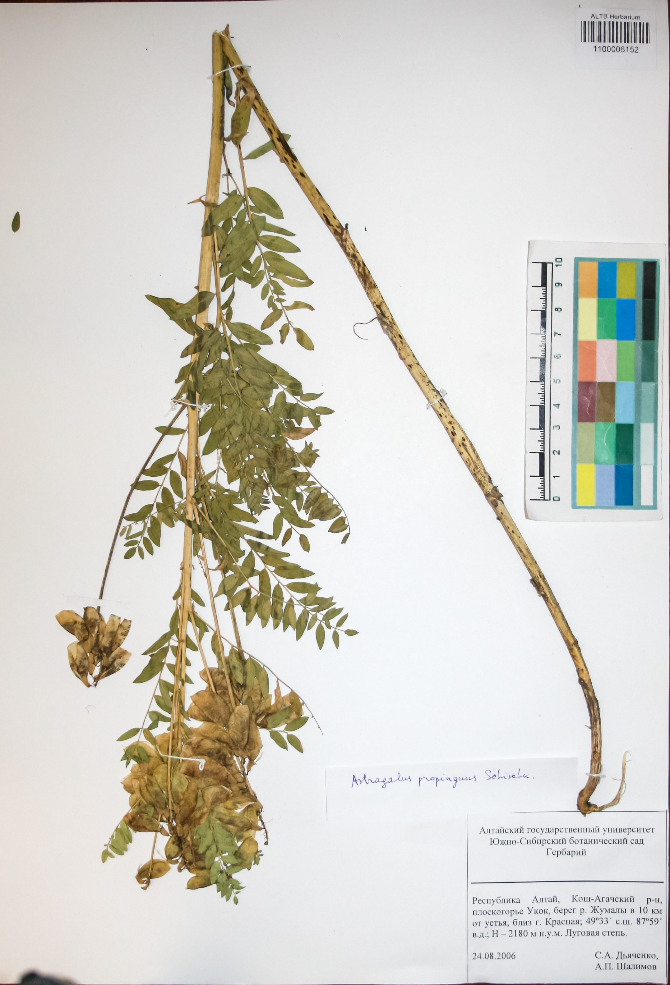 Fabaceae,Astragalus propinquus Schischk.