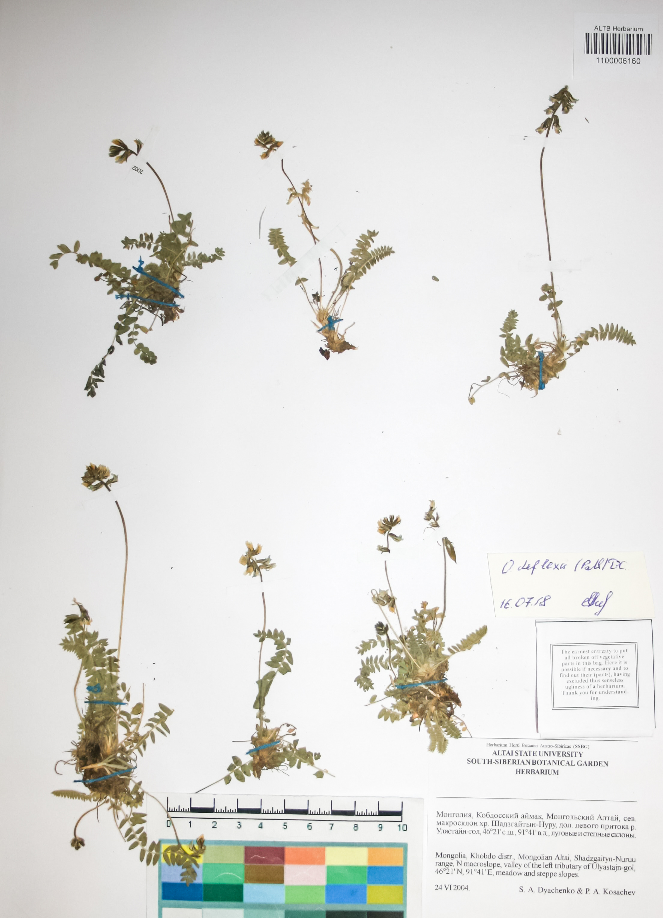 Fabaceae,Oxytropis deflexa (Pall.) DC.