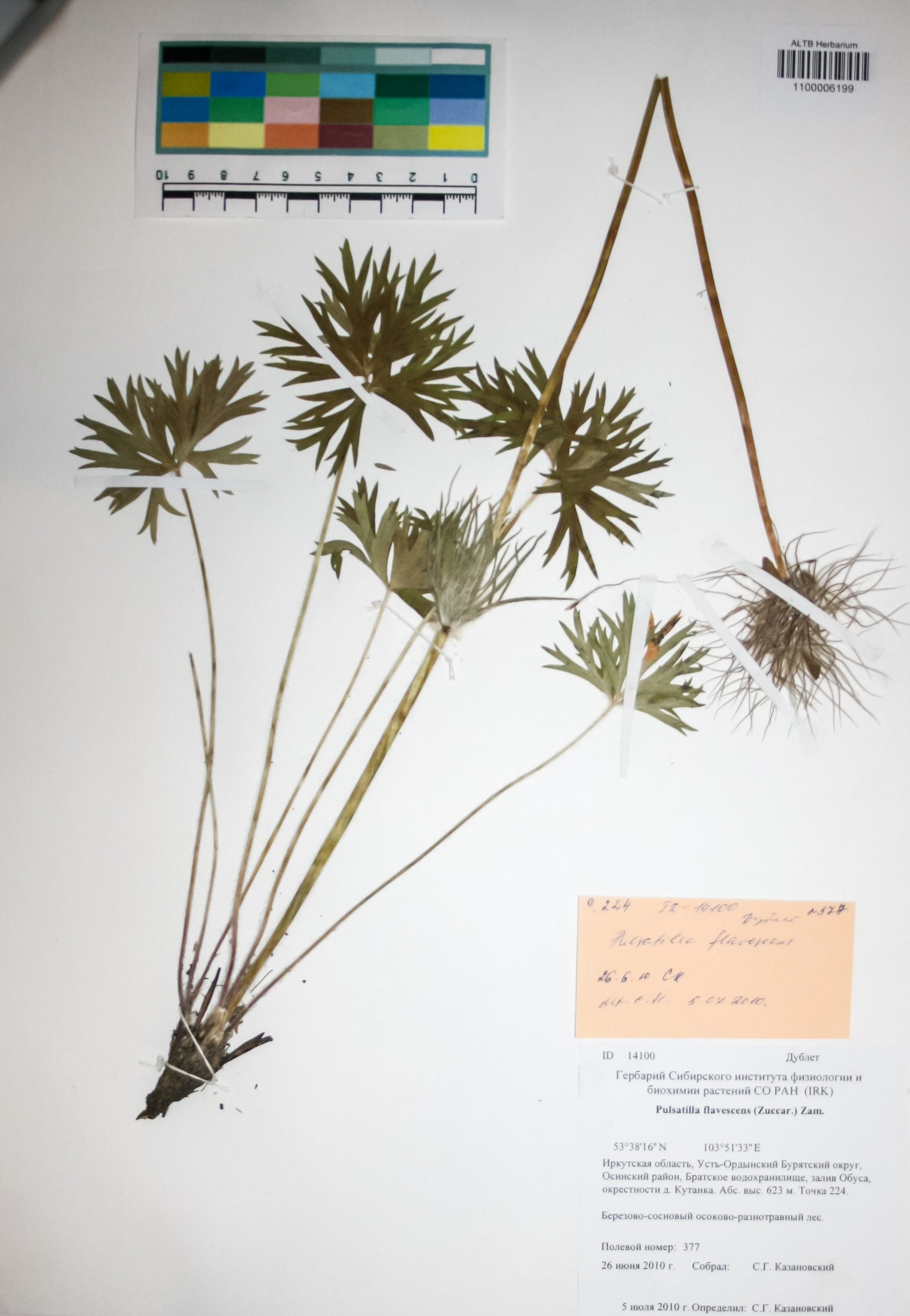 Ranunculaceae,Pulsatilla flavescens (Zucc.) Juz.