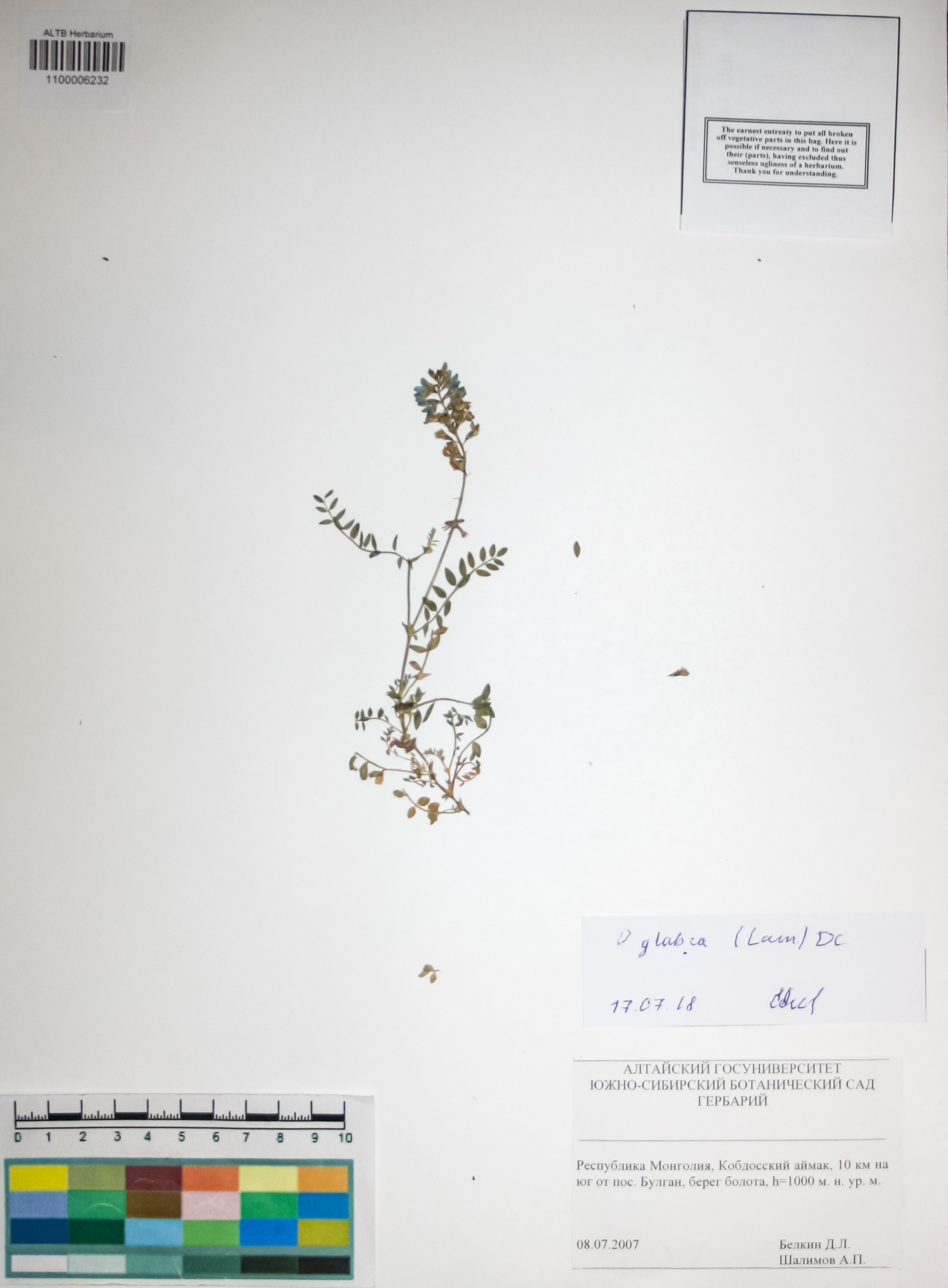 Fabaceae,Oxytropis glabra (Lam.) DC.