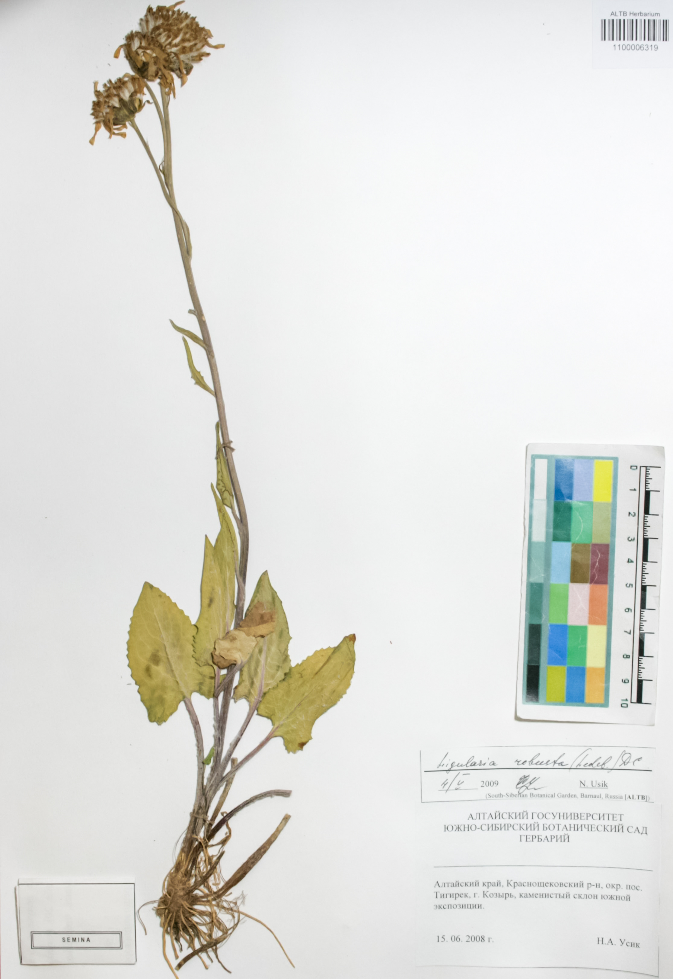 Asteraceae,Ligularia robusta (Ledeb.) DC.