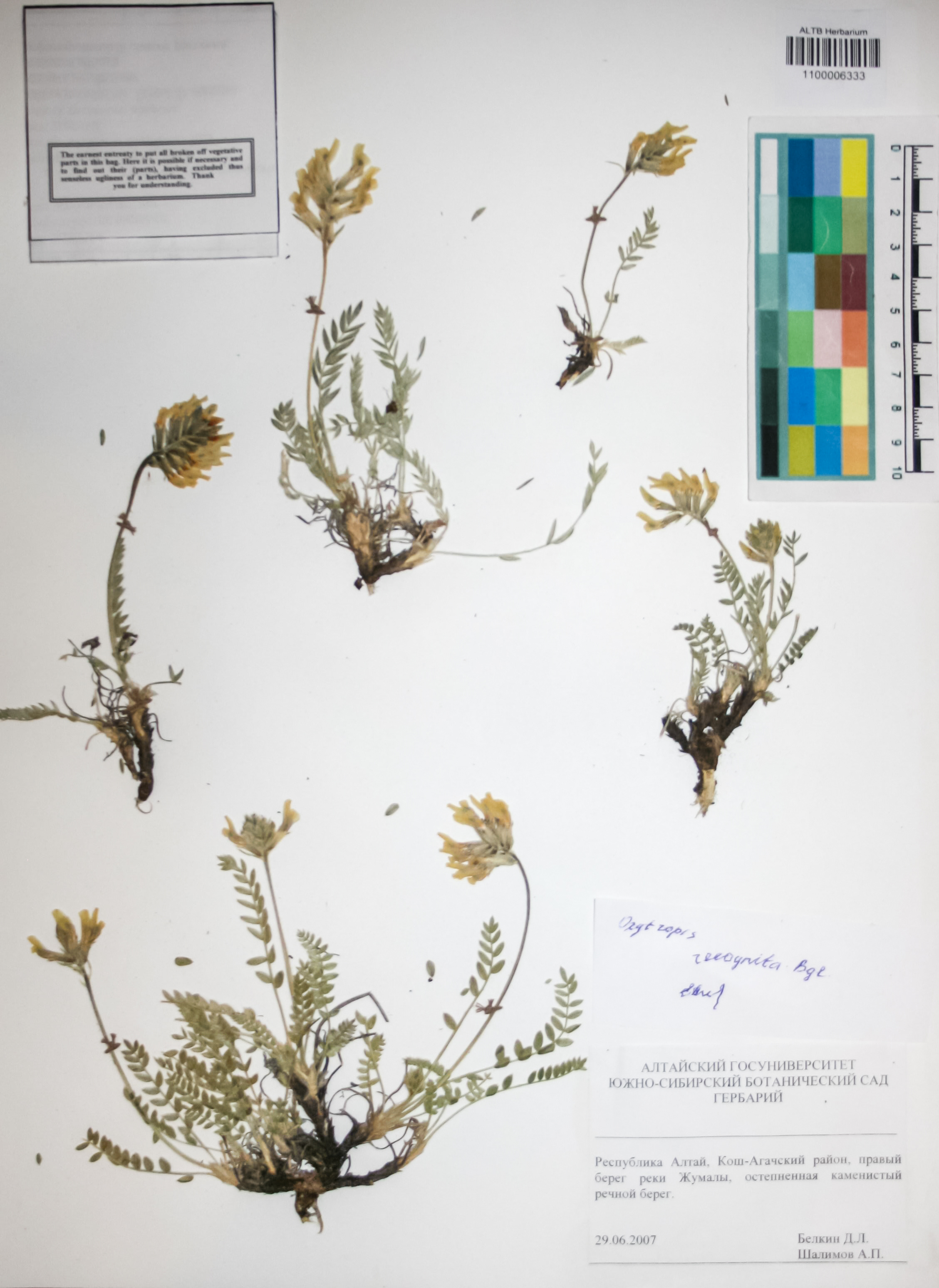 Fabaceae,Oxytropis recognita Bunge