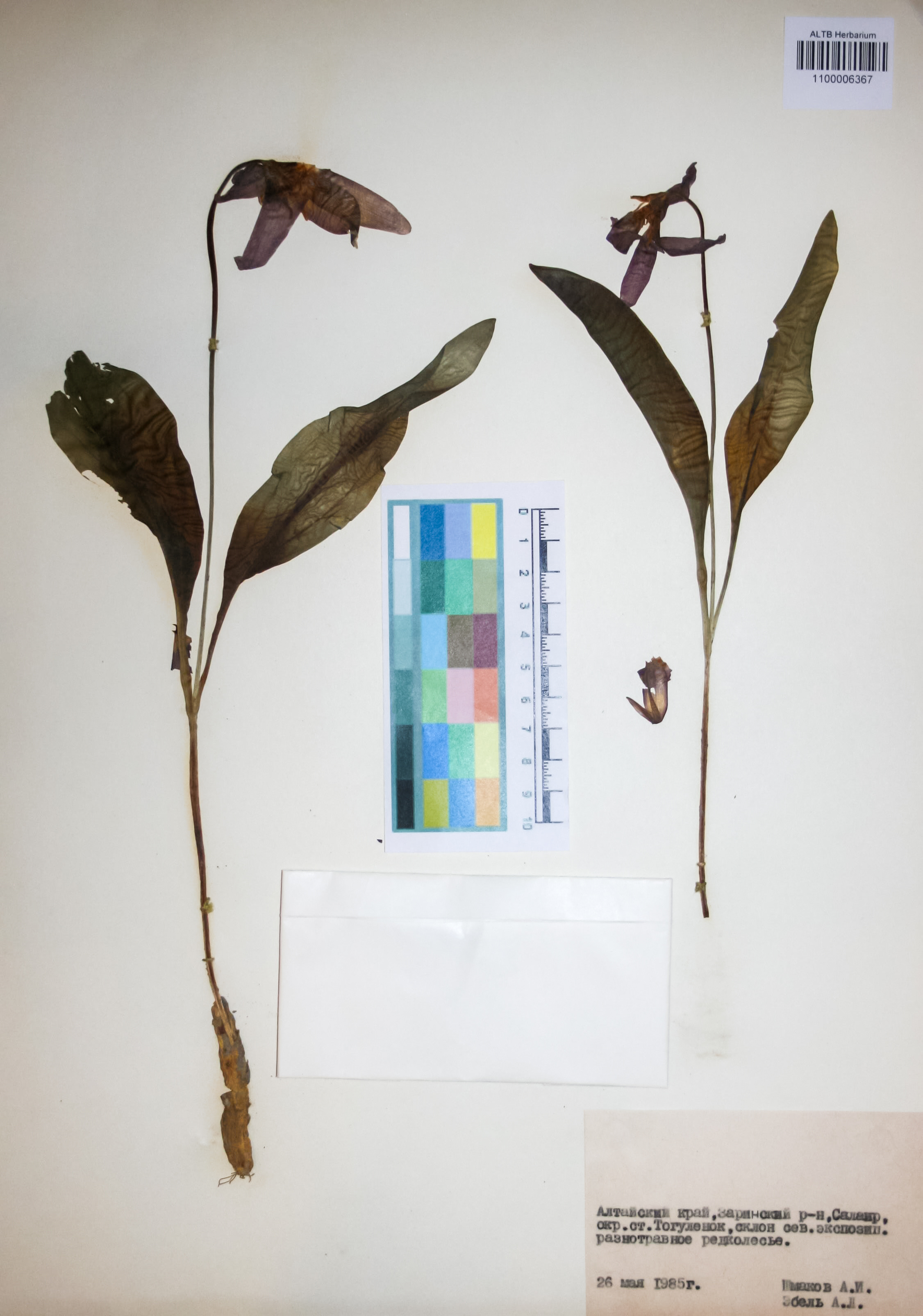 Liliaceae,Erythronium sibiricum (Fish. et Mey.) Kryl.