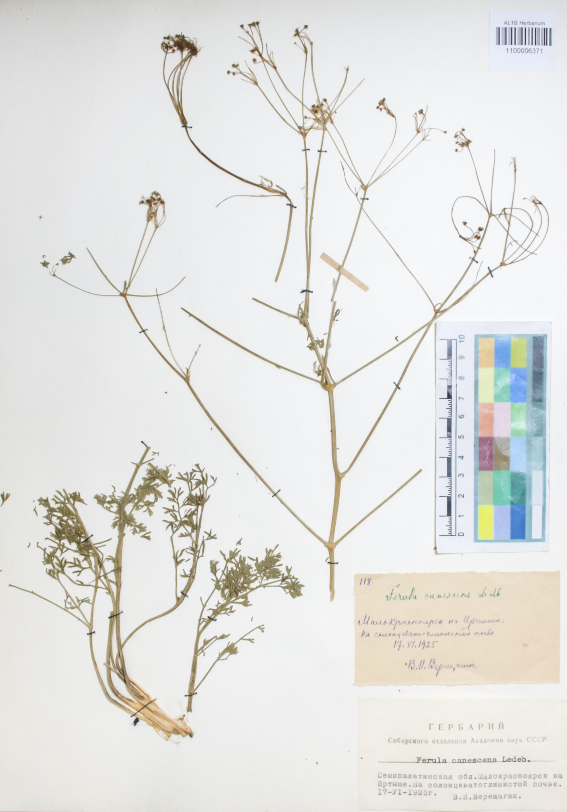 Apiaceae,Ferula canescens Ledeb.