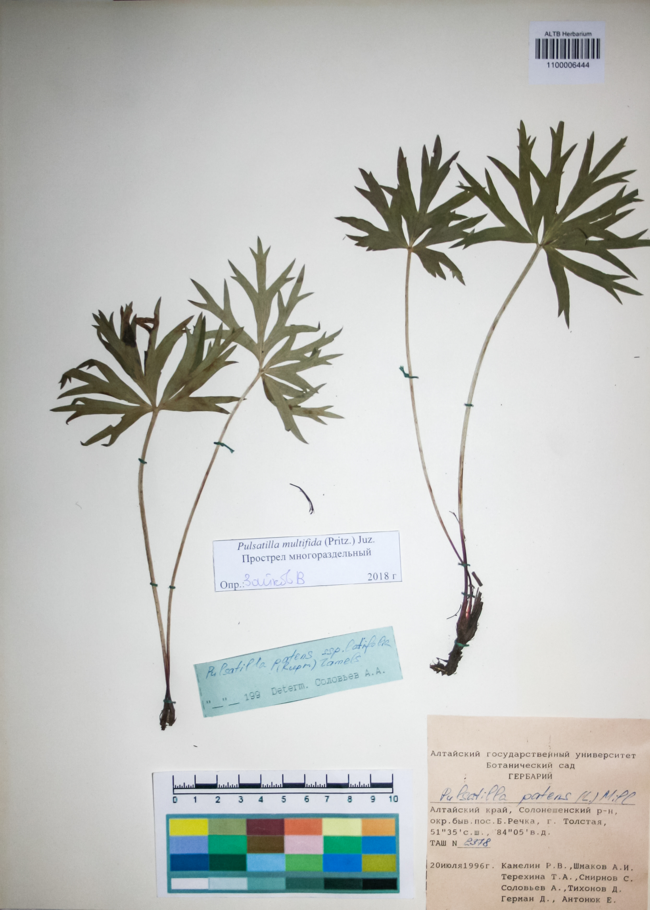Ranunculaceae,Pulsatilla multifida (Pritz.) Juz.