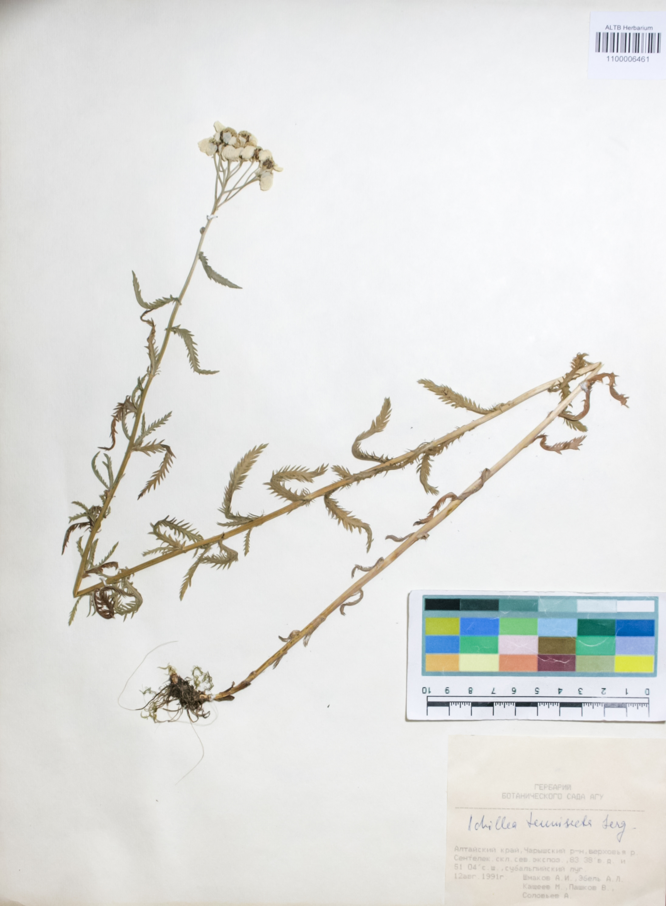 Asteraceae,Achillea tenuifolia