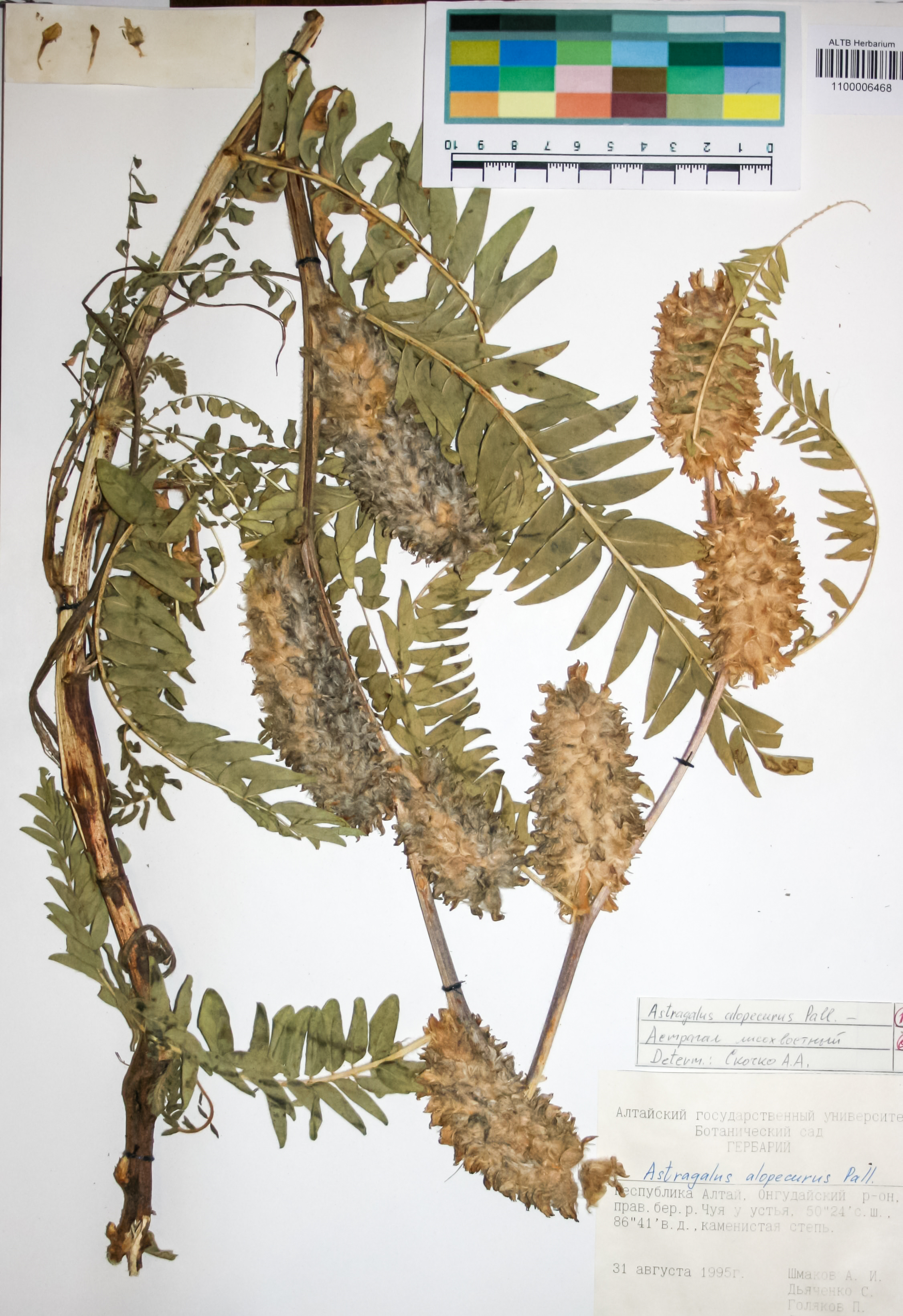 Fabaceae,Astragalus alopecurus Pall.