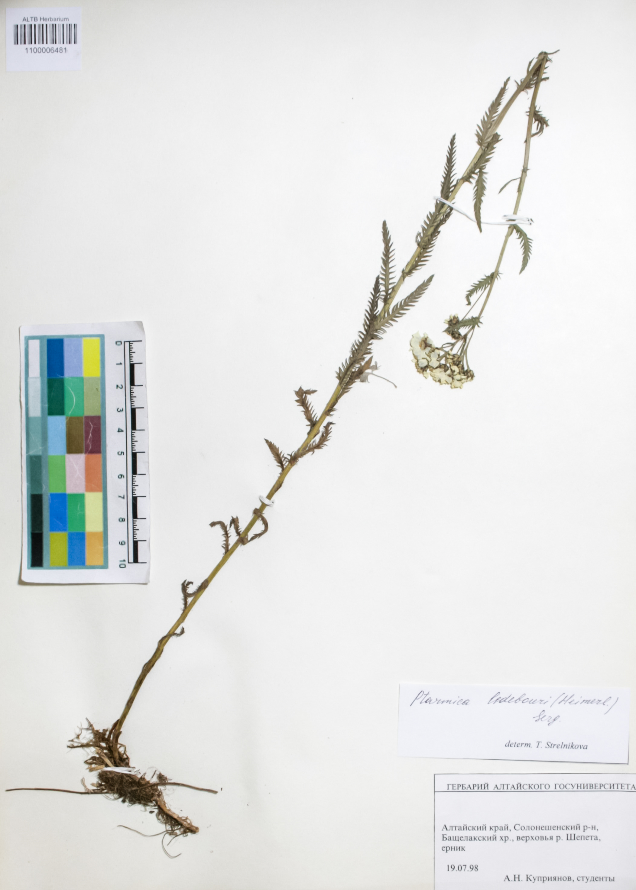 Asteraceae,Ptarmica ledebourii (Heimerl) Serg.
